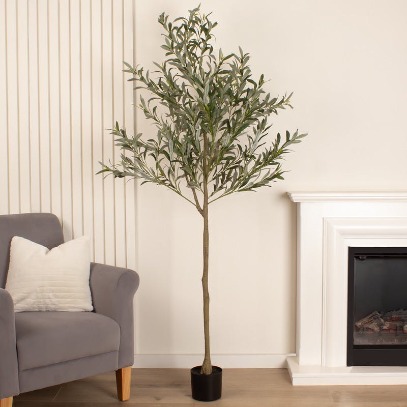Scottish Everlastings Green 190Cm Olive Tree