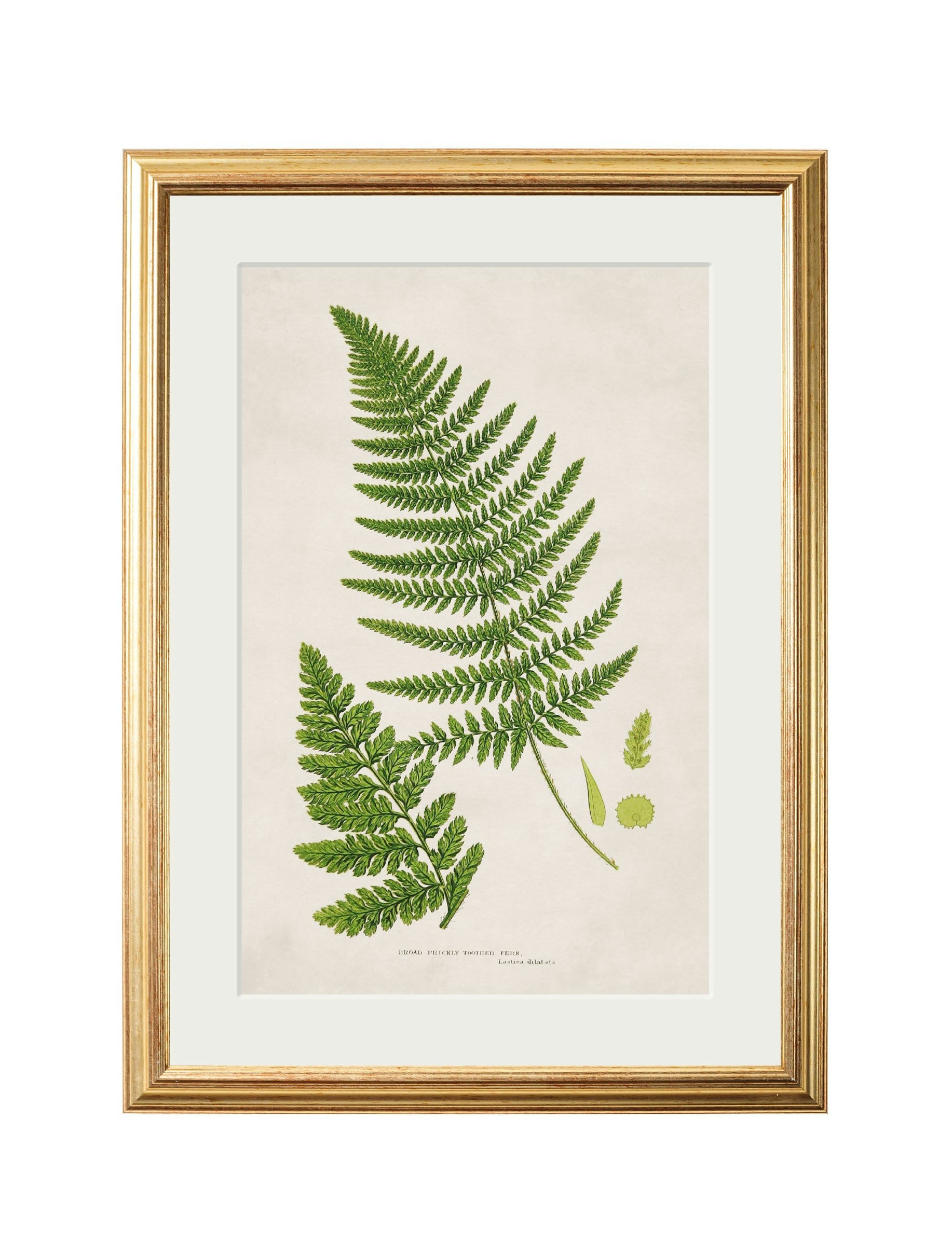 Rackhams Black Collection Of 6 Ferns - 38 X 50Cm - Broad Prickly Toothed Fern