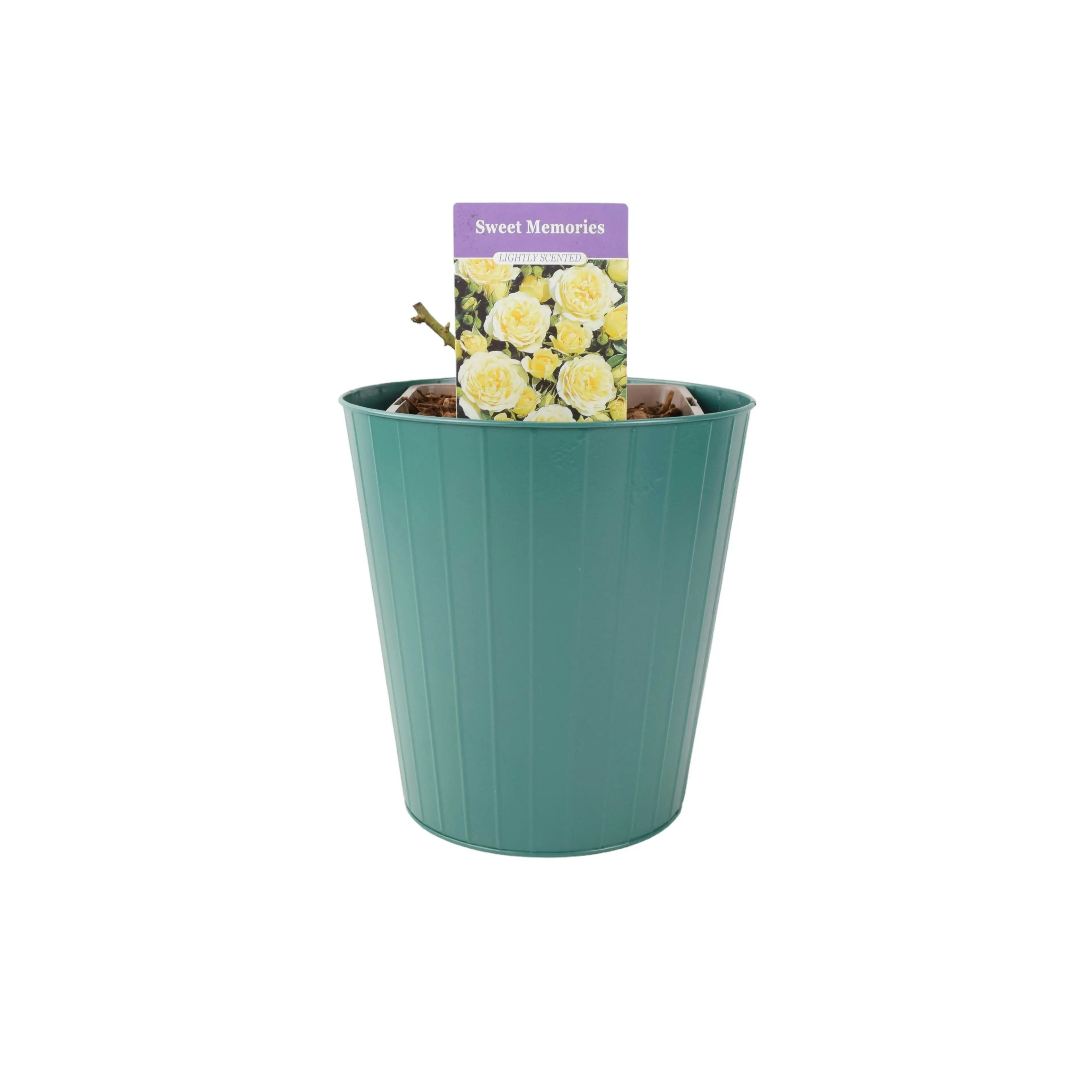 Plants By Post Yellow Sweet Memories Patio Rose 5.5L Pot – Compact And Fragrant Blooms - Metal Teal Vertical Line