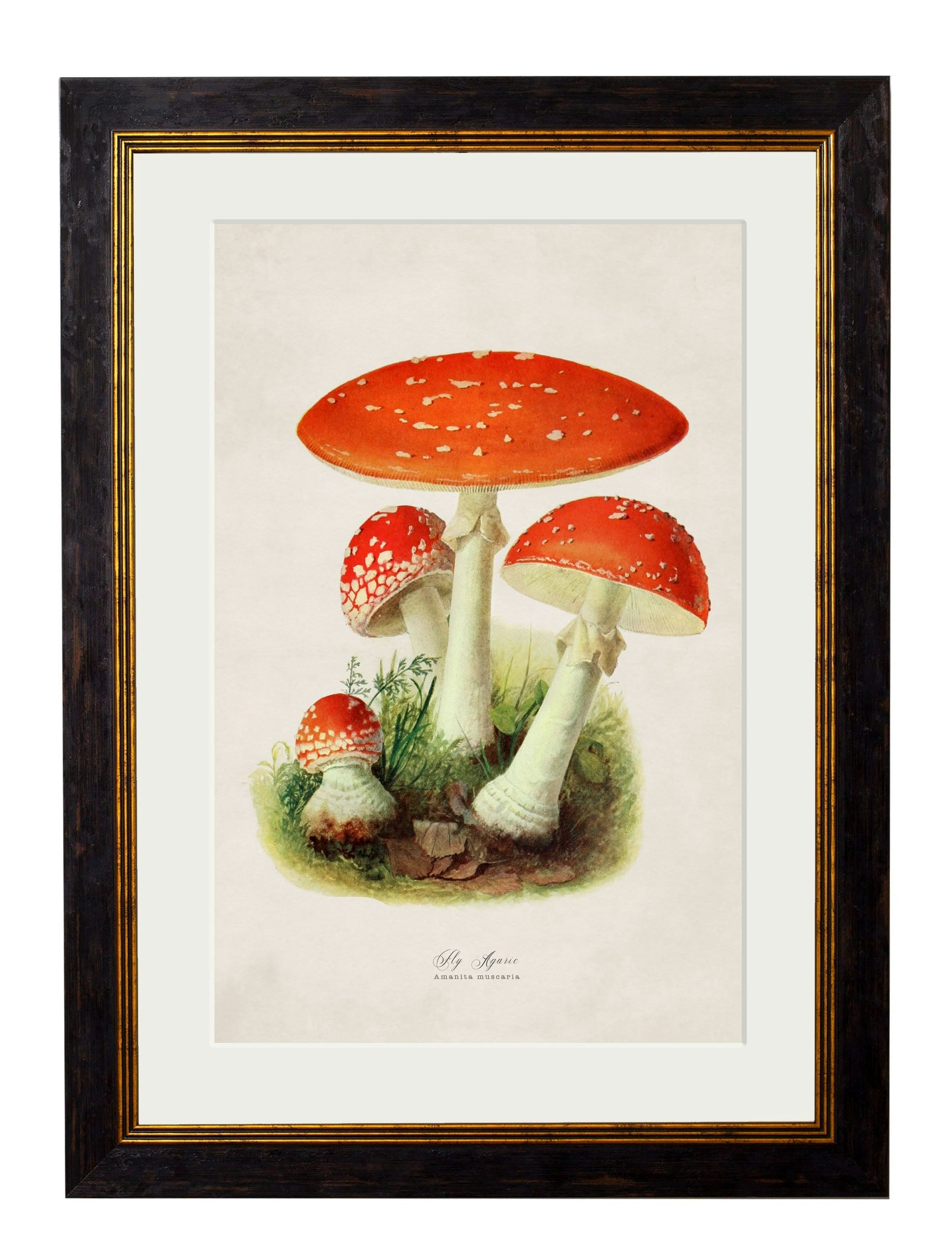 Rackhams C.1913 Fly Agaric - 50 X 70Cm - Oxford Slim - Fly Agaric
