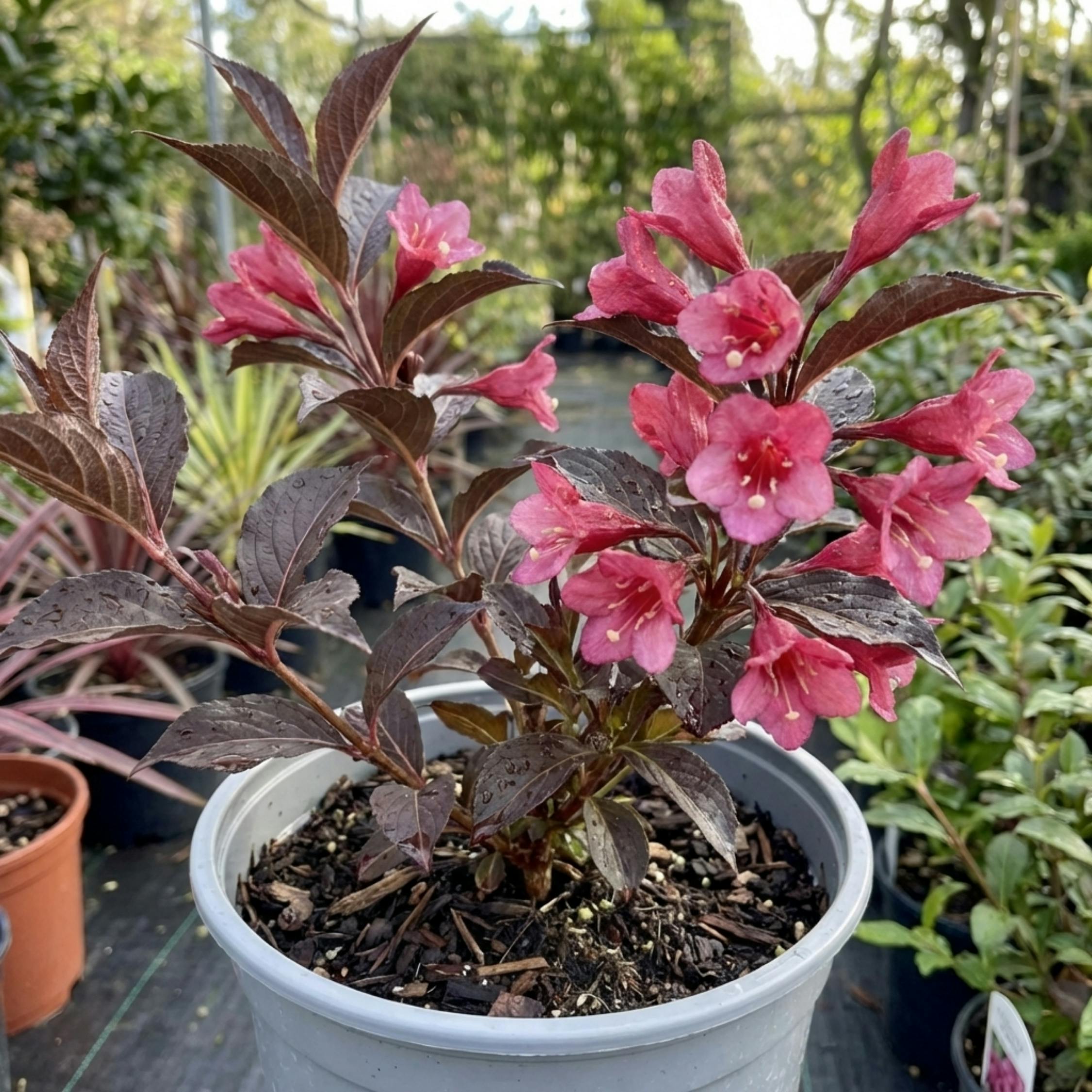 Dark/Pink Weigela Victoria Foliage Flowering Deciduous Shrub 2L Pot