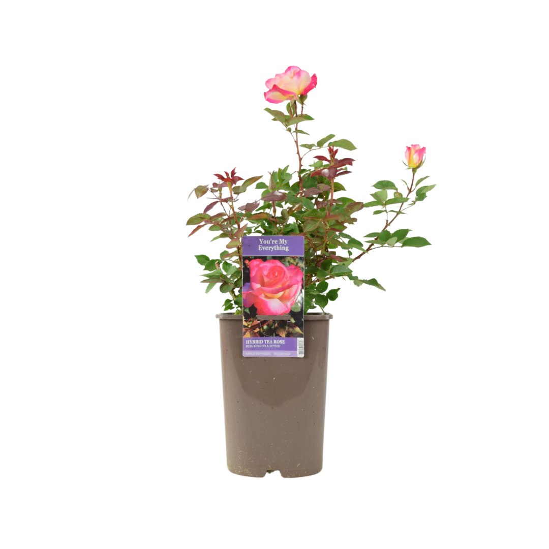 Plants By Post Pink/Dark/Green Rose You’re My Everything – 5.5L Pot – Romantic Gift Rose - No Container