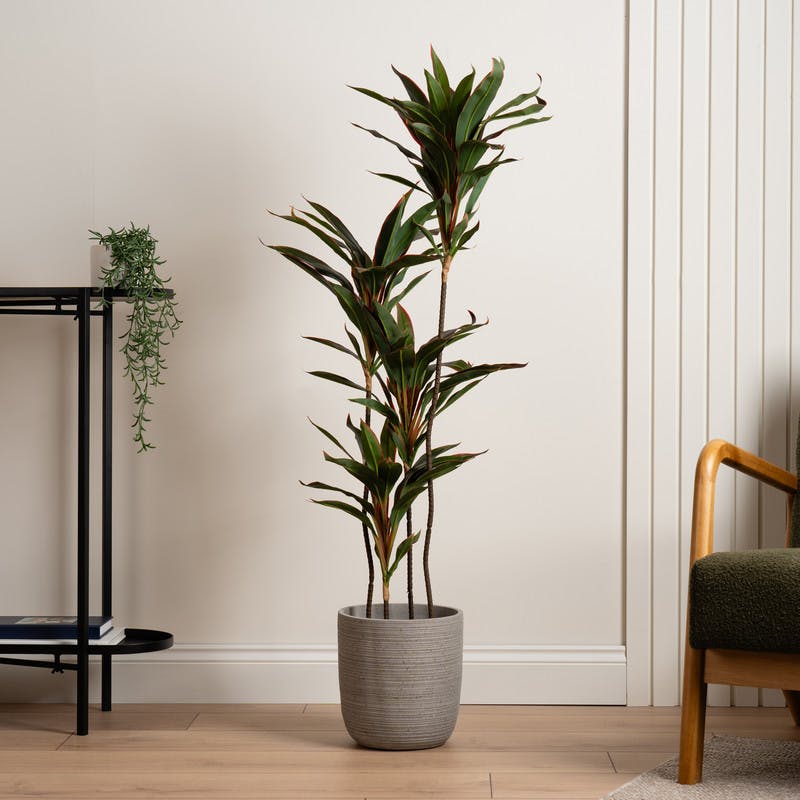 Scottish Everlastings Red 120Cm Real Touch Dracaena