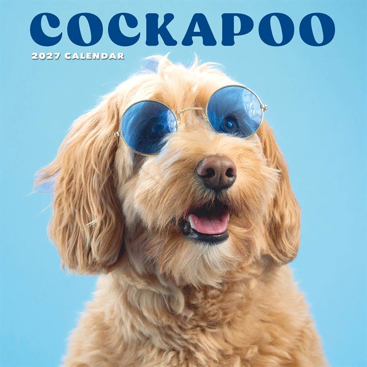 Rackhams Cockapoo Calendar 2027, Wall Calendars, Month To View, Dogs, Gift