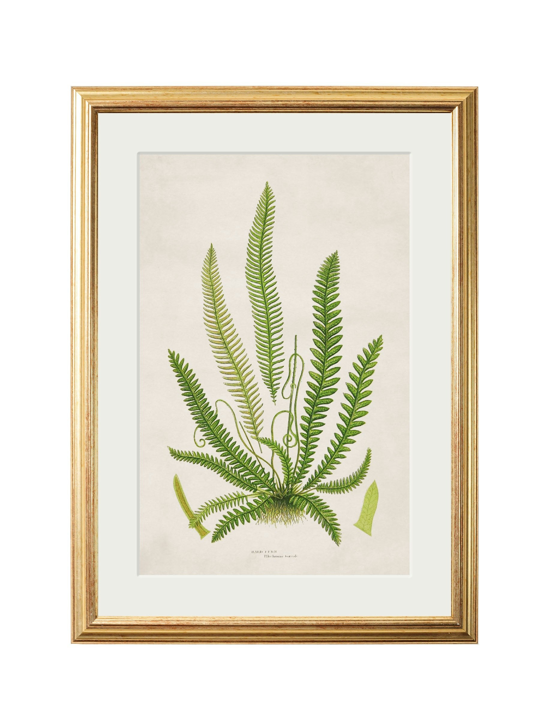 Rackhams Black Collection Of 6 Ferns - 38 X 50Cm - Hard Fern