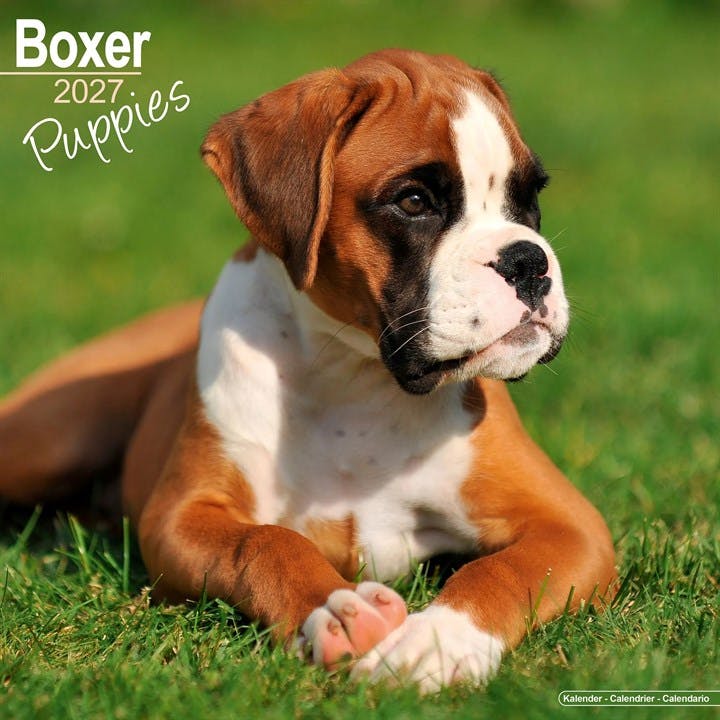 Boxer Puppies Avonside Publishing - Image 8