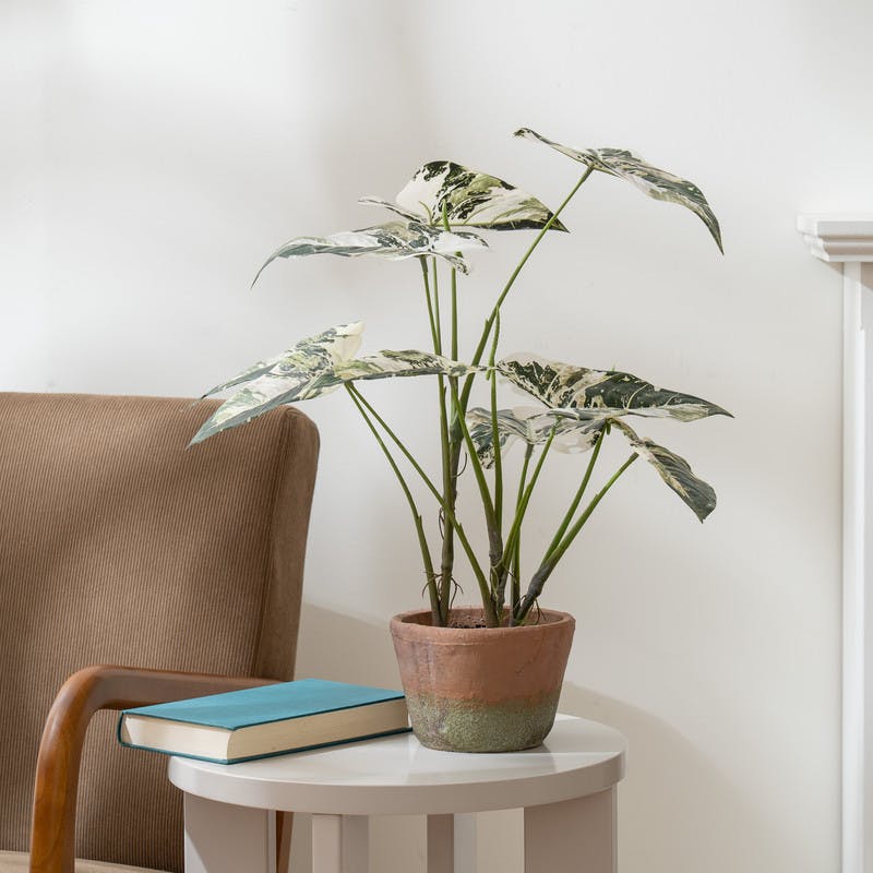 Scottish Everlastings Green 59Cm Real Touch Alocasia Plant