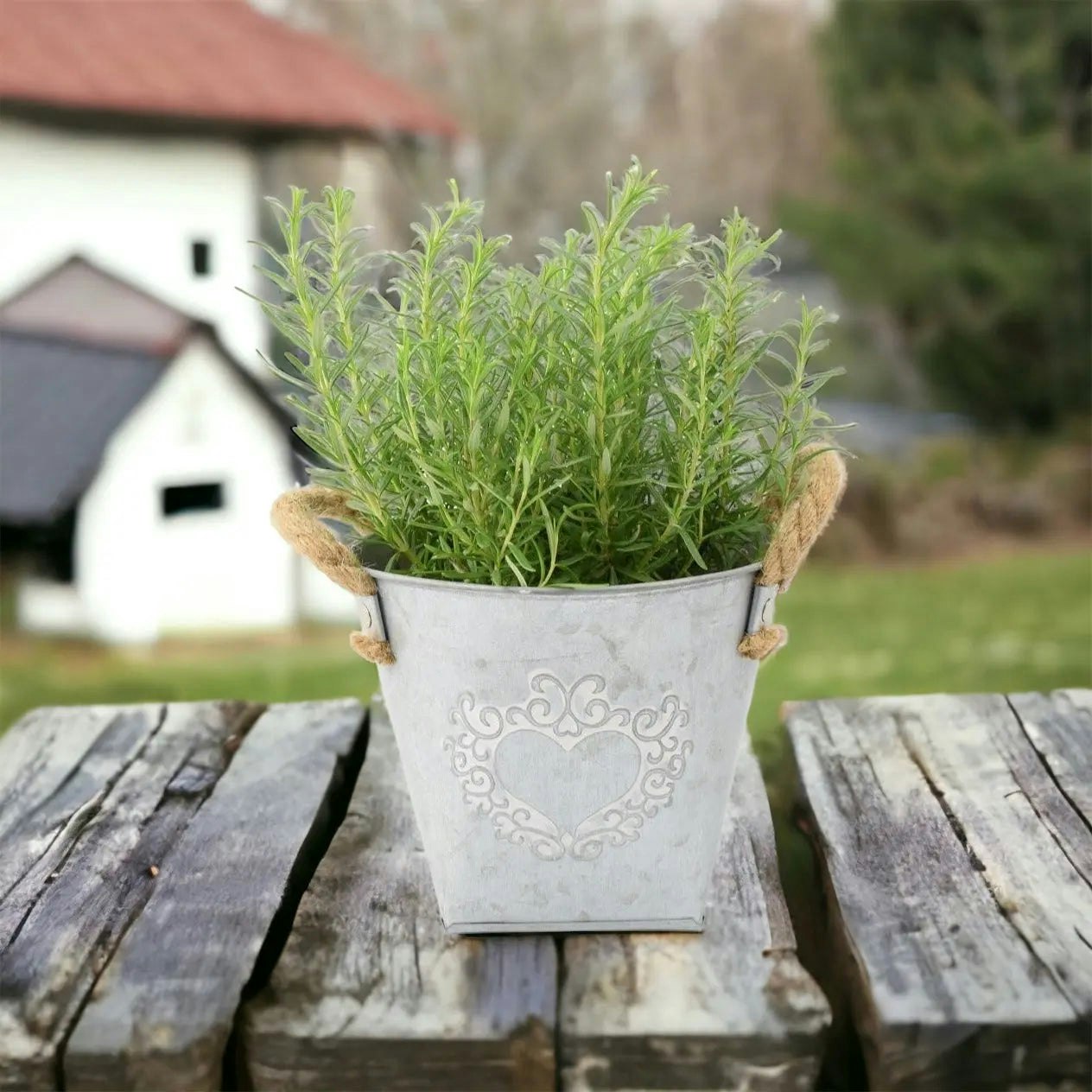 Plants By Post White/Pink/Purple Rosemary In Heart Tin – Fragrant Mediterranean Herb For Home And Garden