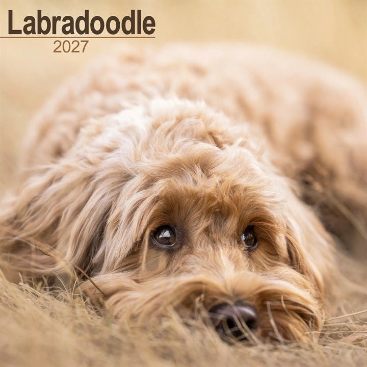 Rackhams Light Labradoodle Calendar 2027, Wall Calendars, Month To View, Dogs, Gift