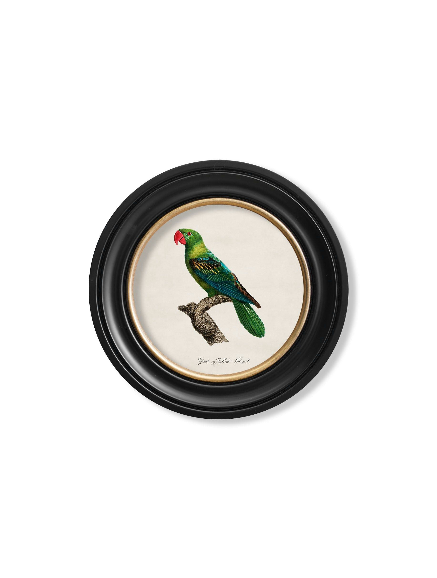 Rackhams Black C.1800's Collection Of Parrots In Round Frames 1 - 44 X 44Cm - Great Billed Parrot
