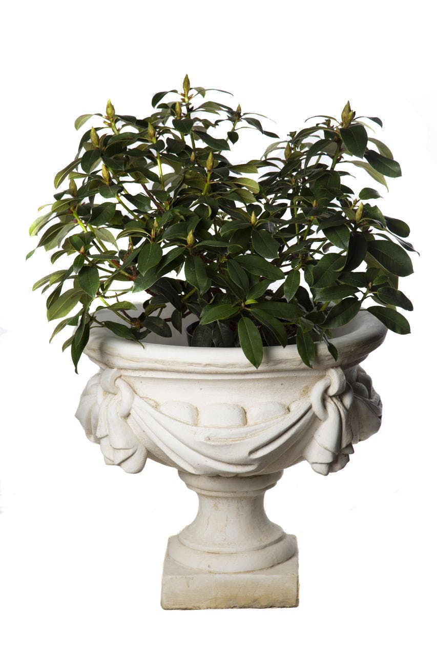 Rackhams White/Cream Large Draped Georgian Style Vase Planter Urn