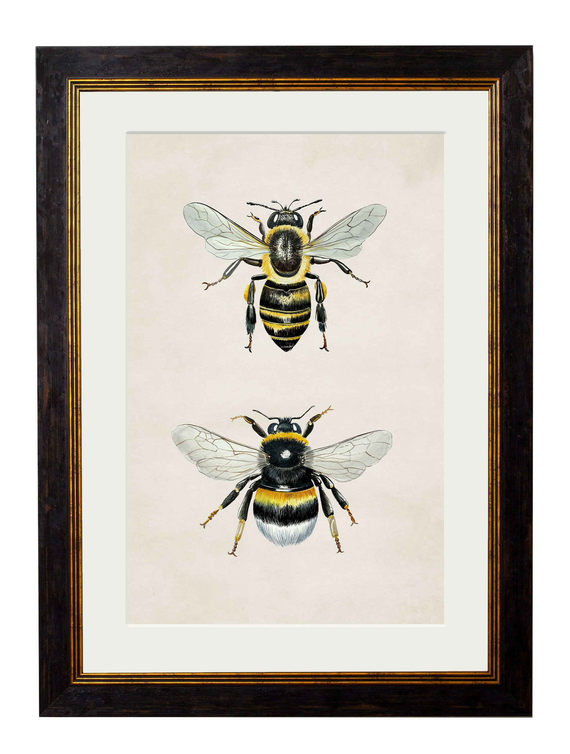Rackhams Honey And Bumble Bee - 38 X 50Cm - Oxford Slim
