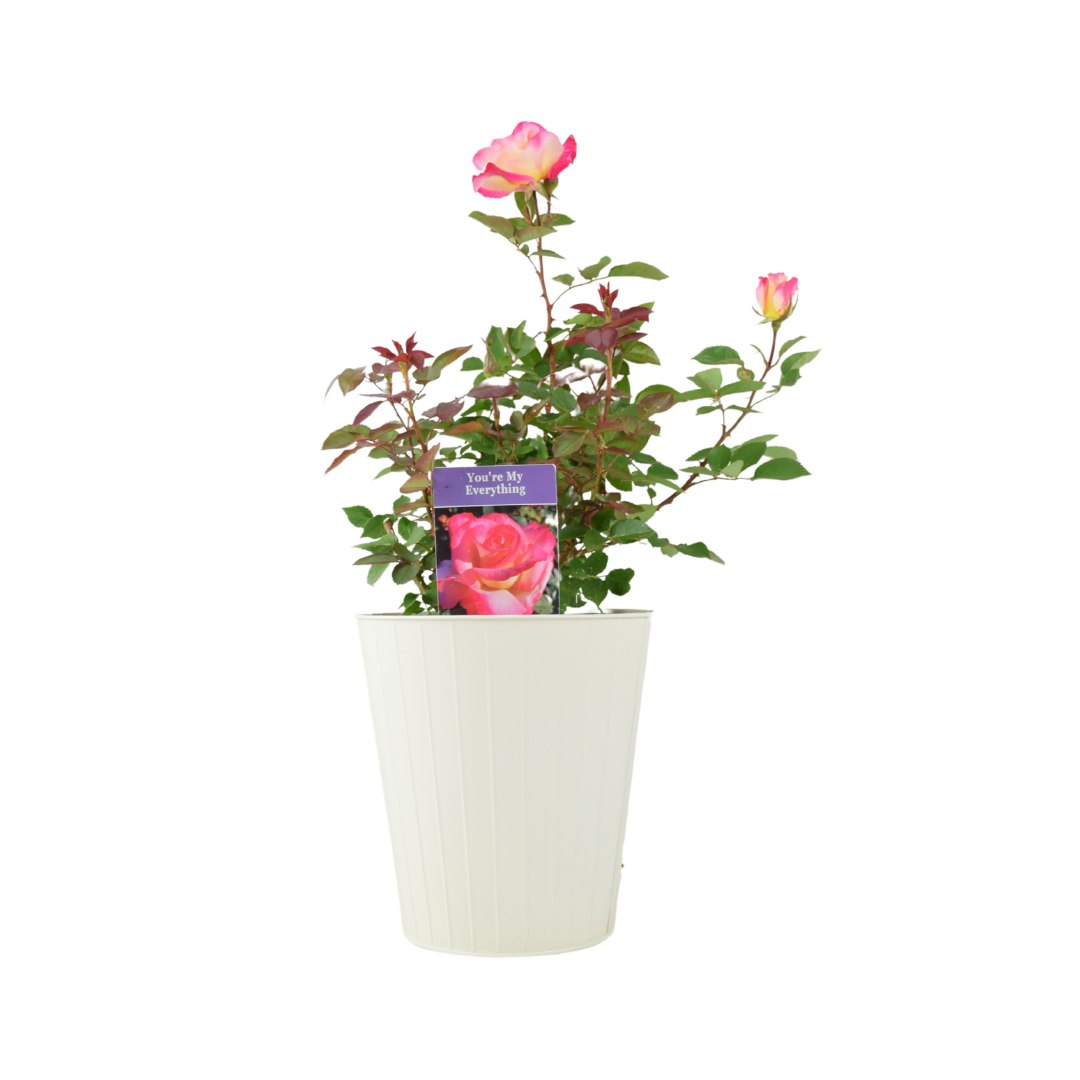 Plants By Post Cream Rose You’re My Everything – 5.5L Pot – Romantic Gift Rose - Metal Vertical Line