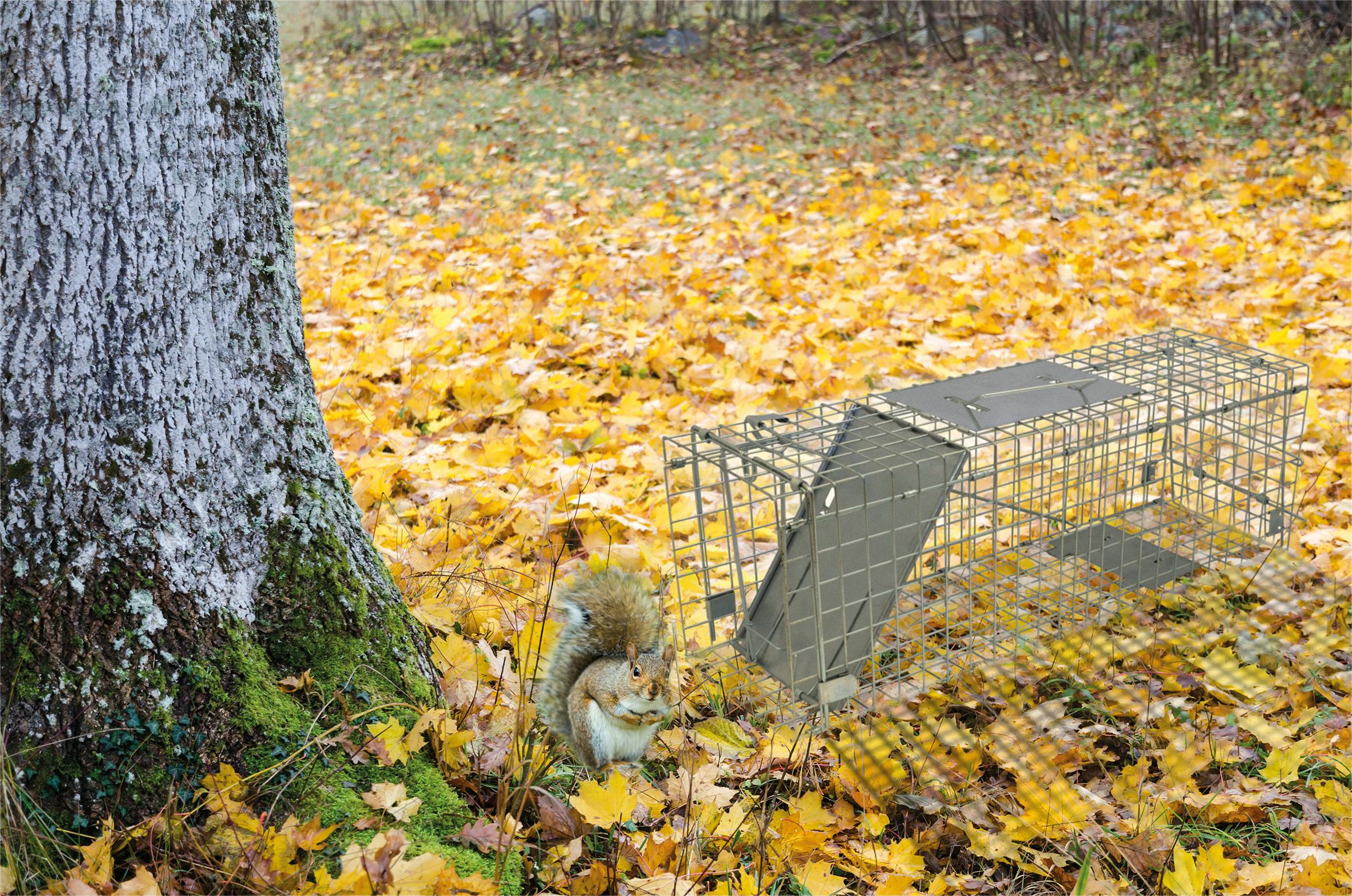 St Helens Home And Garden Collapsible Live Animal Trap