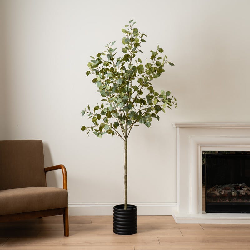 Scottish Everlastings Green/Black 185Cm Eucalyptus Tree