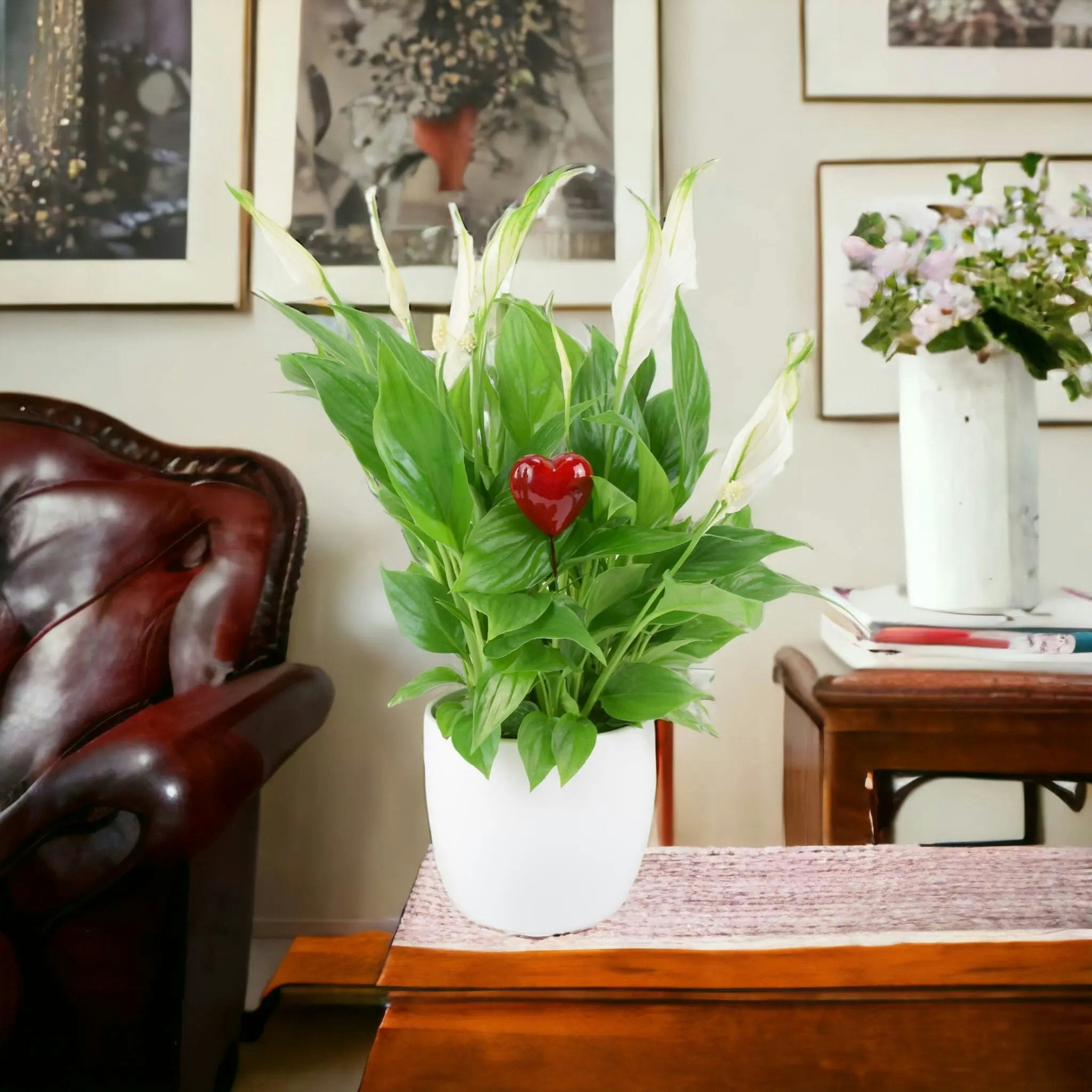 Plants By Post White Peace Lily Plant 12Cm - Air Purifying Houseplant Elegant Indoor Plant With Flowers - Ceramic With Heart Pick