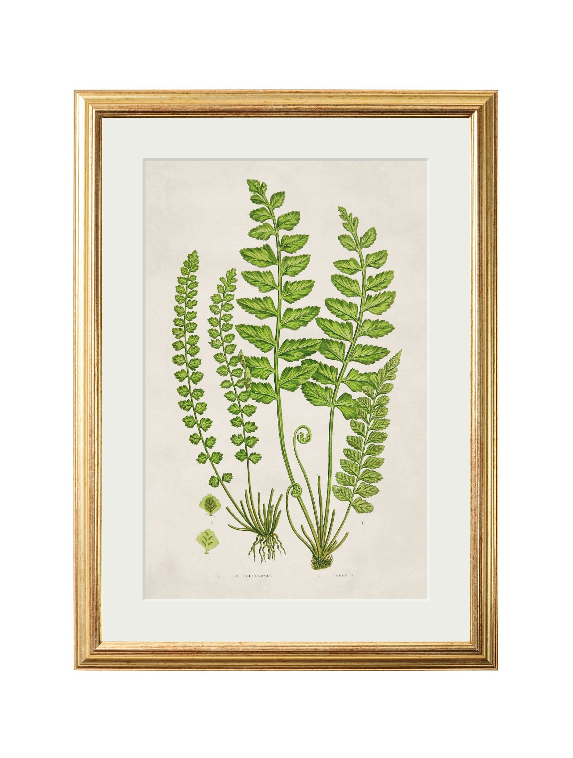 Rackhams Black Collection Of 6 Ferns - 38 X 50Cm - Sea Spleenwort