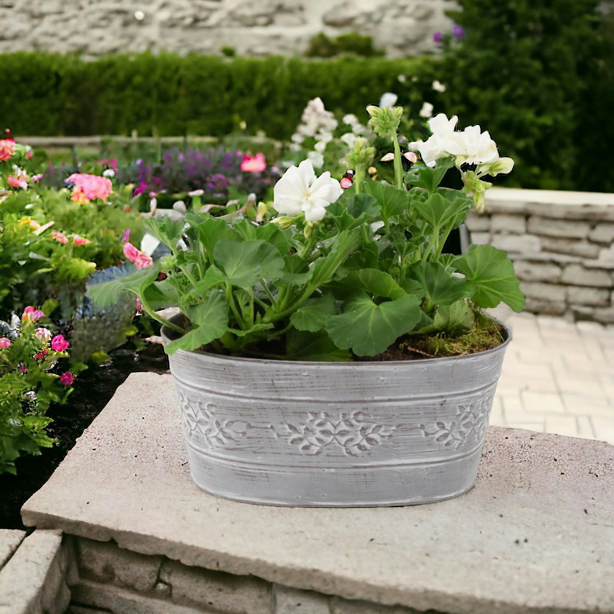 Plants By Post White Geranium In Leafy Vine Metal Trough - Ready Planted