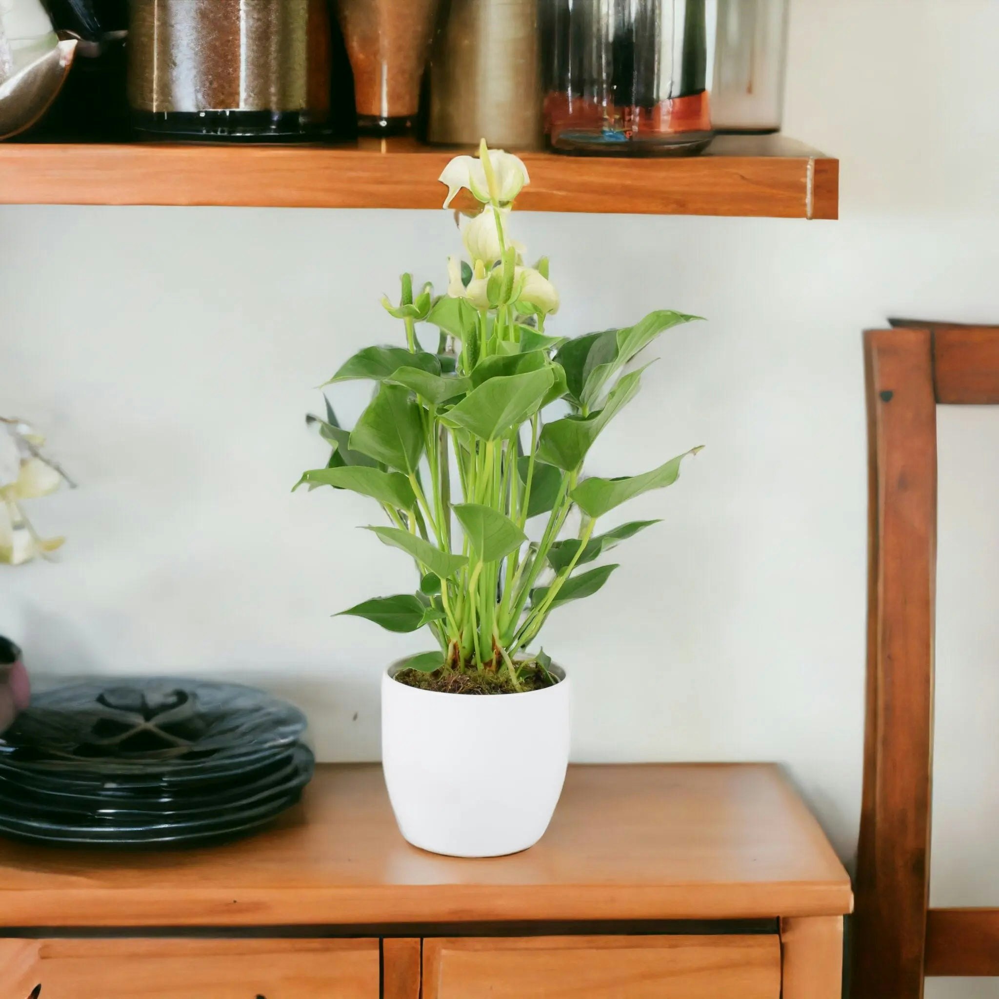 Plants By Post White Anthurium – Stunning Flamingo Flower In 12Cm Pot Indoor Plant - Ceramic