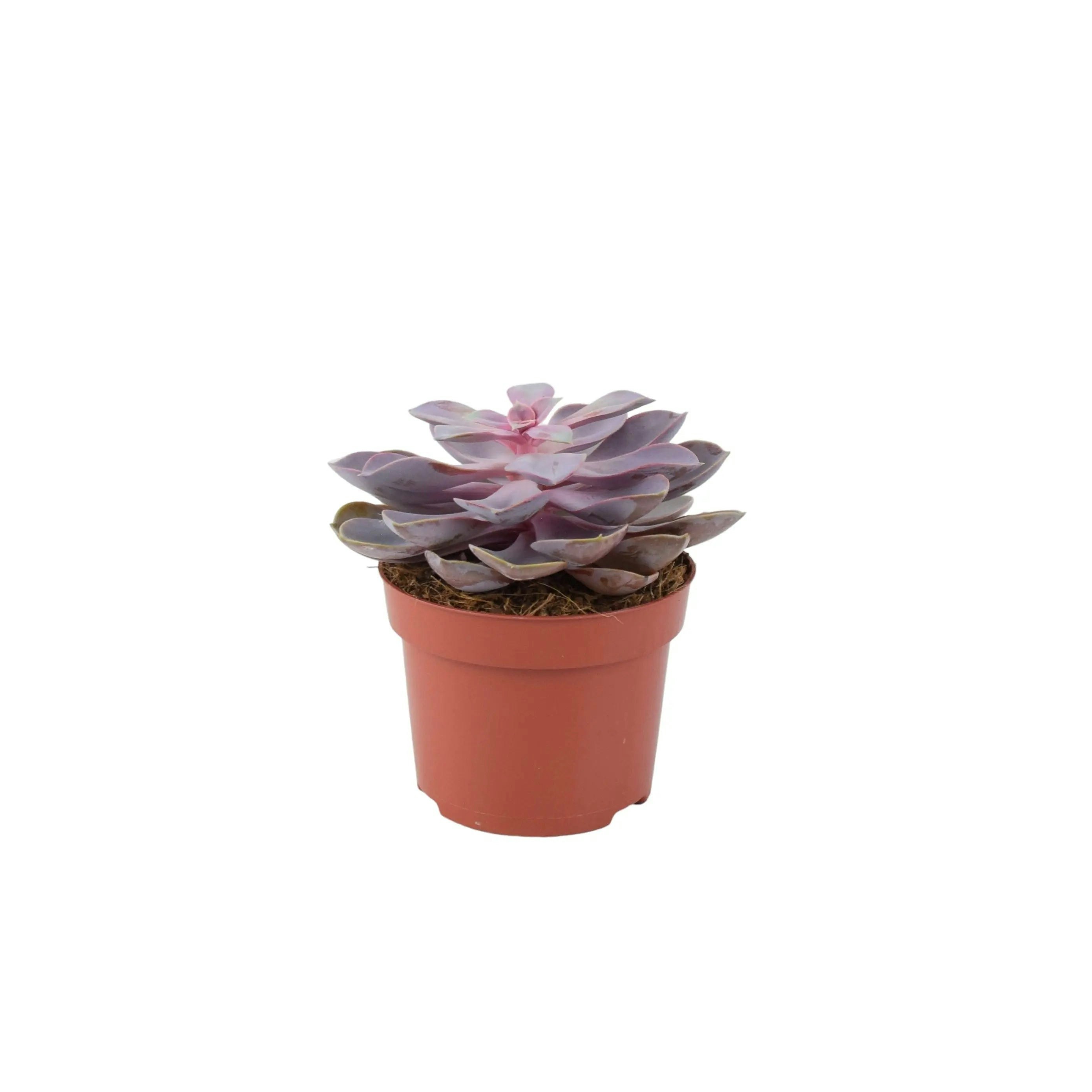 Plants By Post Purple Echeveria Pearl In 12Cm Pot - Stunning Succulent For Indoor & Outdoor - No Container