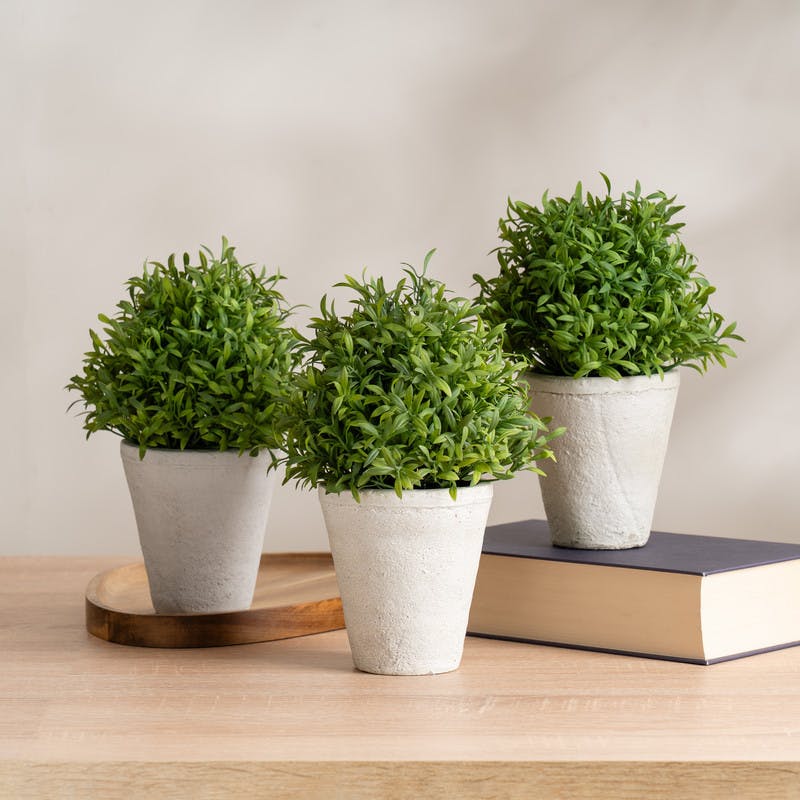 Scottish Everlastings Set Of 3 Topiary Plants In Cement Pot