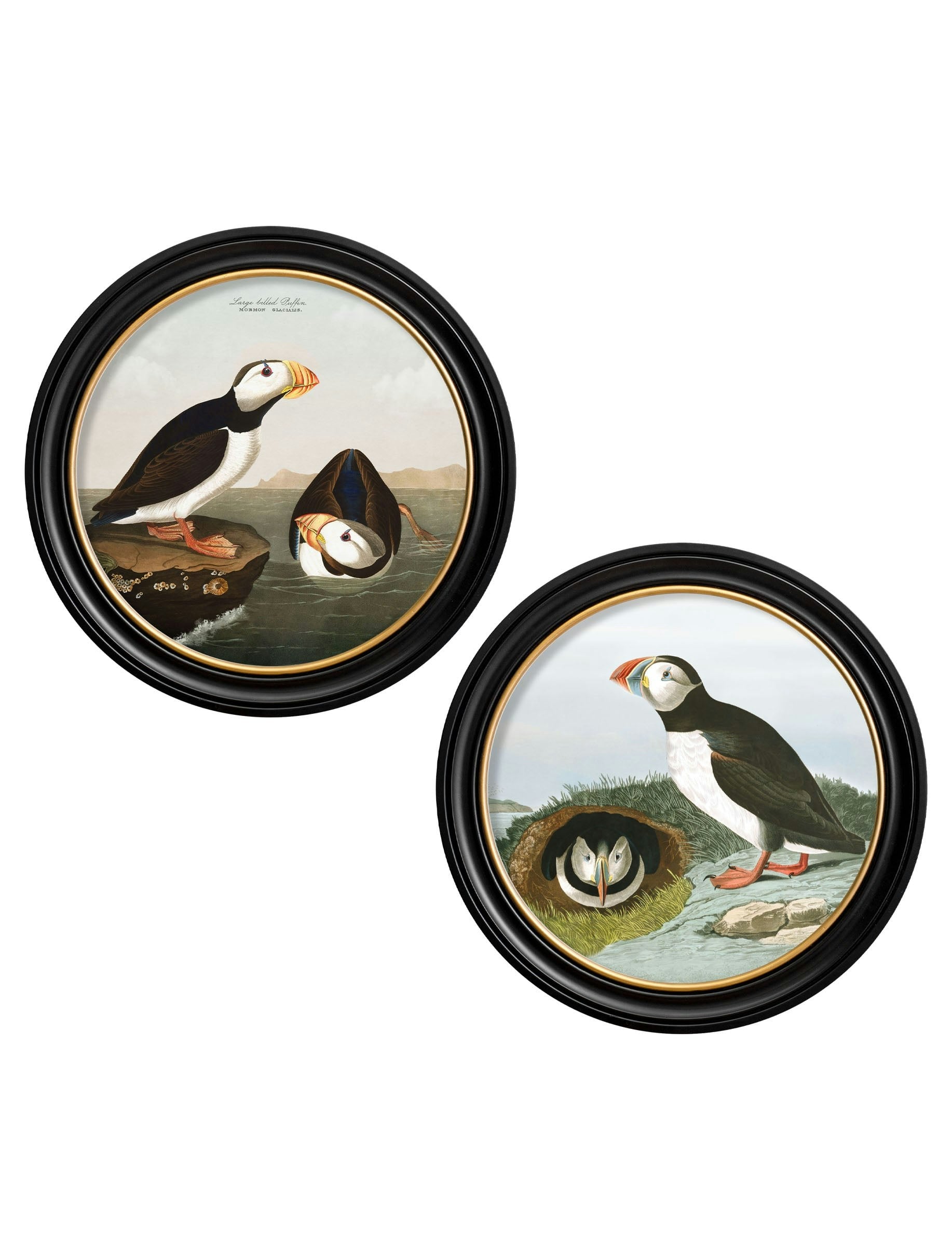 Rackhams Black C.1838 Audubon's Puffins - Round Frame - 44 X 44 Cm - Collection Of 2