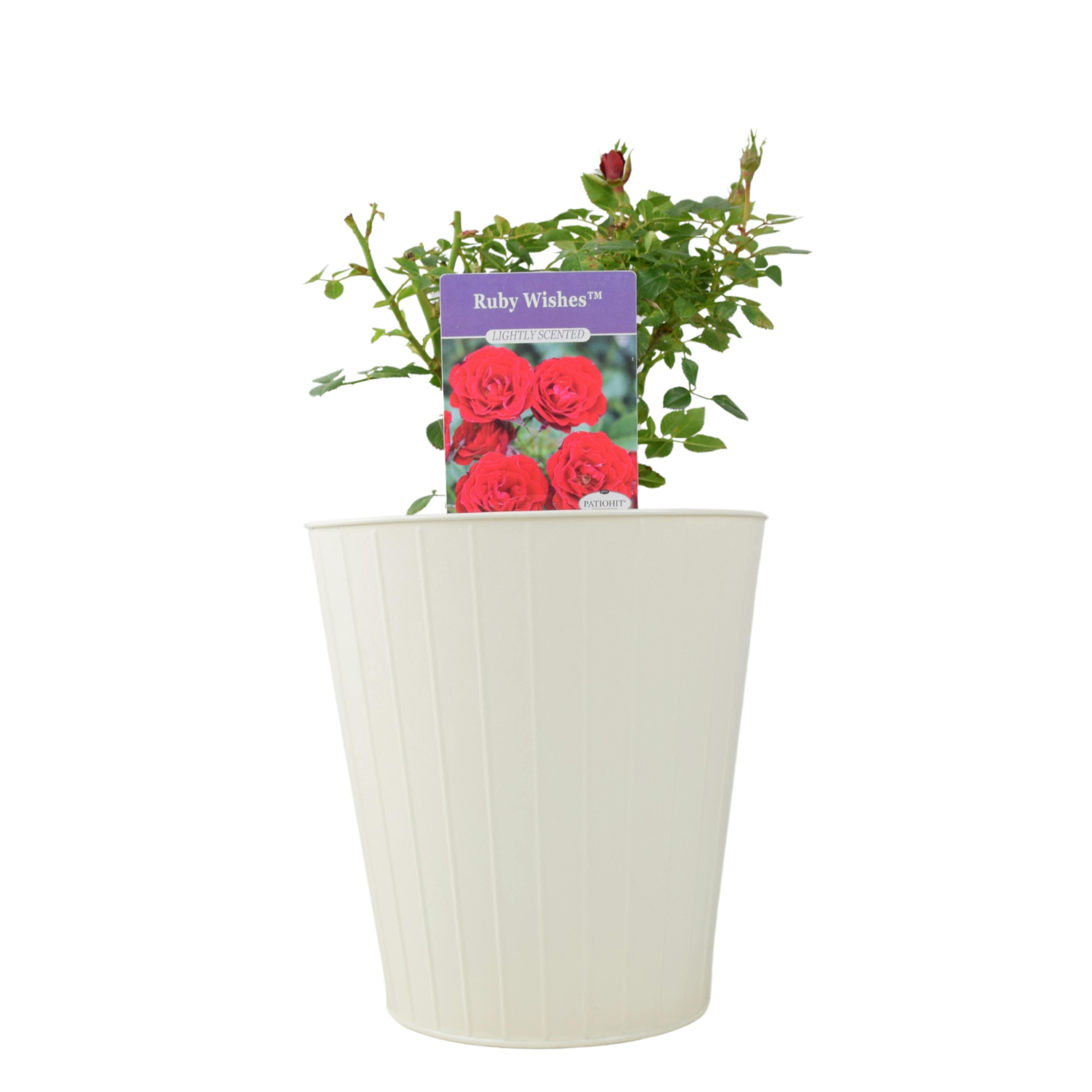 Red/Cream Ruby Wishes Rose Bush – 5.5L Pot – Compact Patio Rose With Rich Blooms - Metal Vertical Line