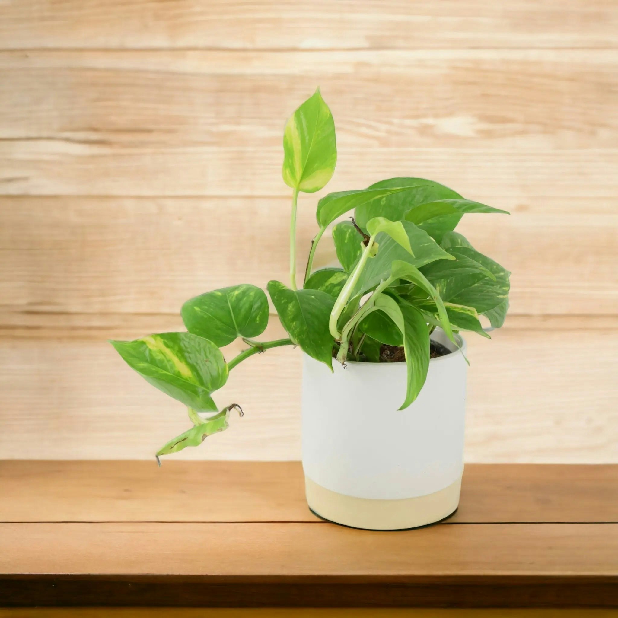 Plants By Post Golden/White Epipremnum Aureum – Pothos Devil’s Ivy Houseplant In 12Cm Pot - Ceramic Eve Off