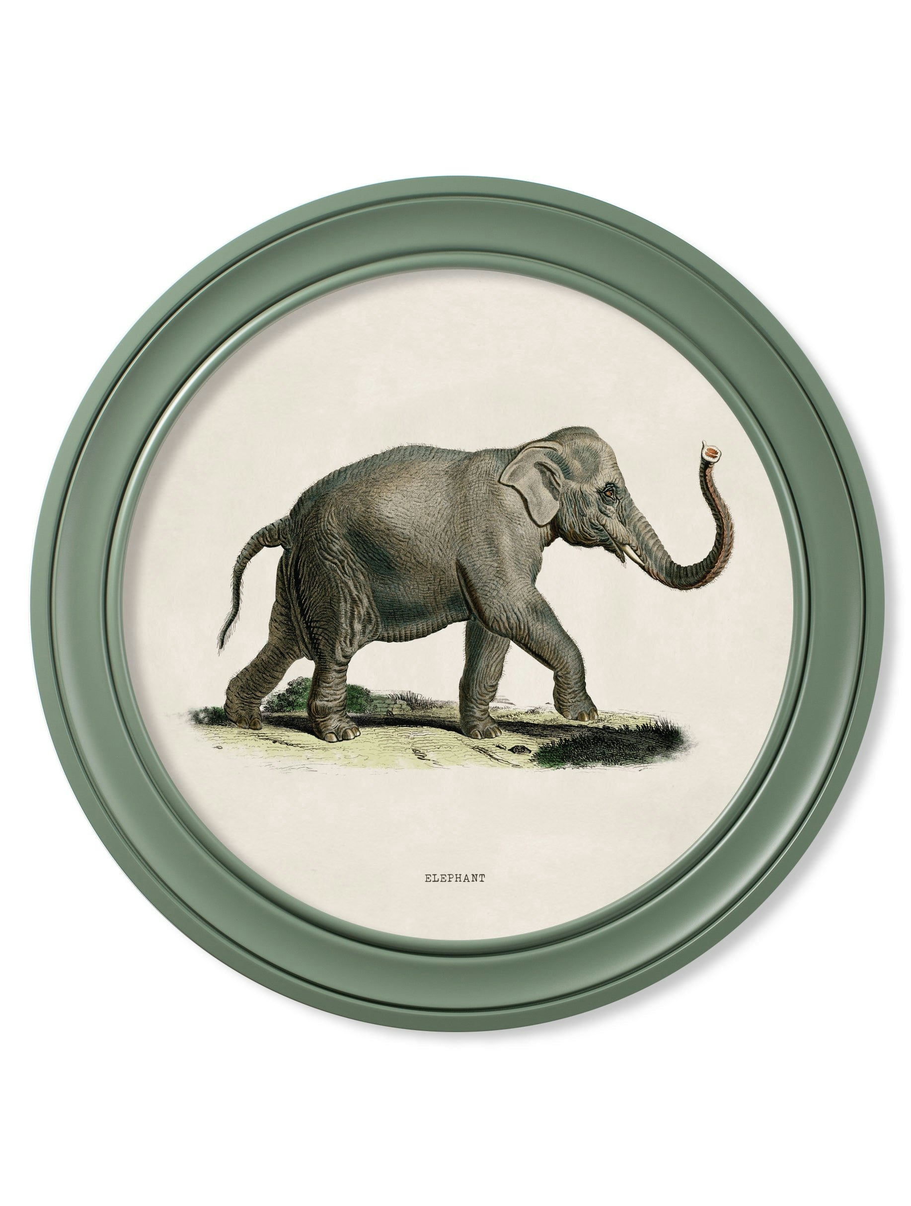 Rackhams Green C.1846 Elephants In Round Frame - 70 X 70Cm - Right Facing Elephant