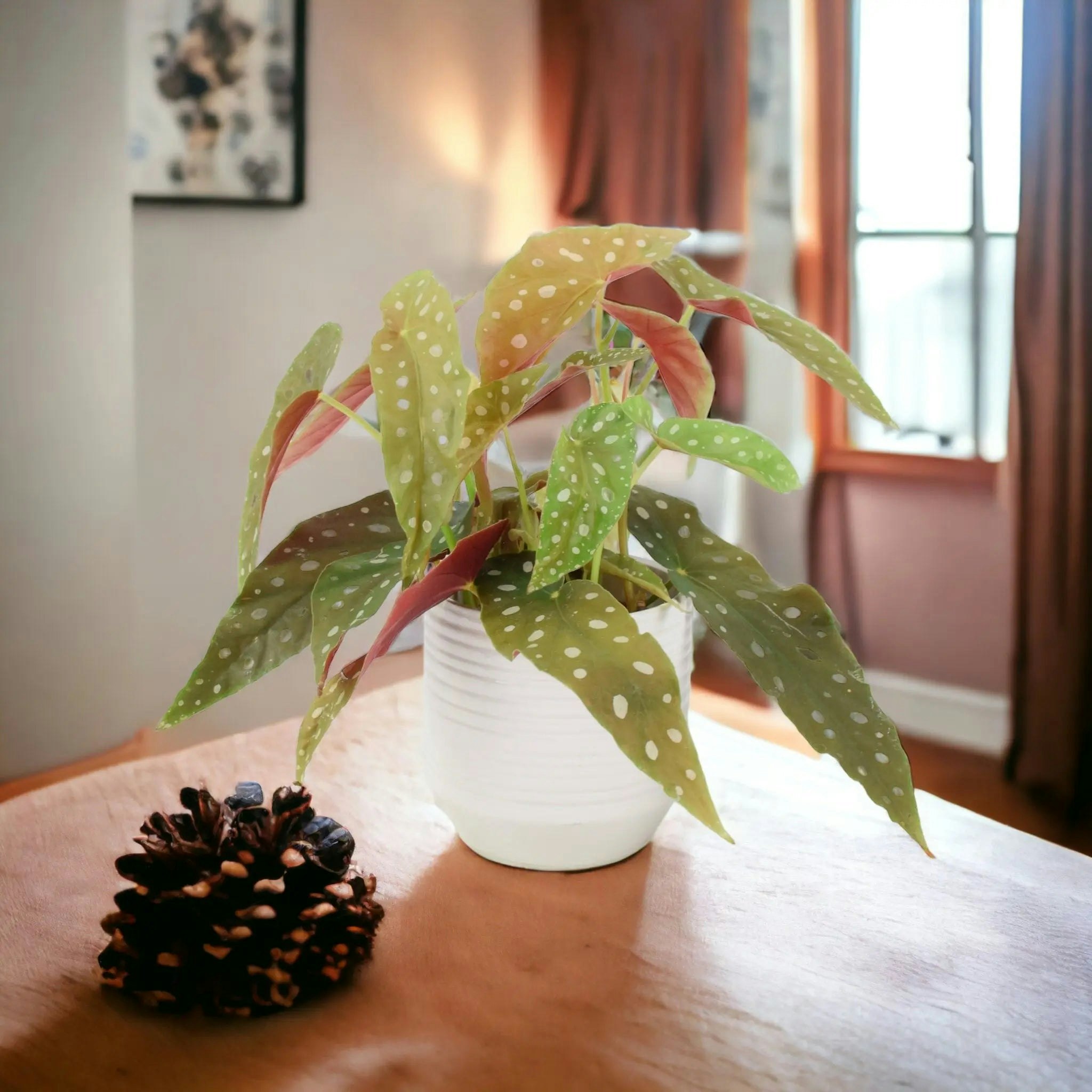 Plants By Post White Begonia Maculata - Polka Dot Begonia 12Cm Pot - Ceramic Ripple