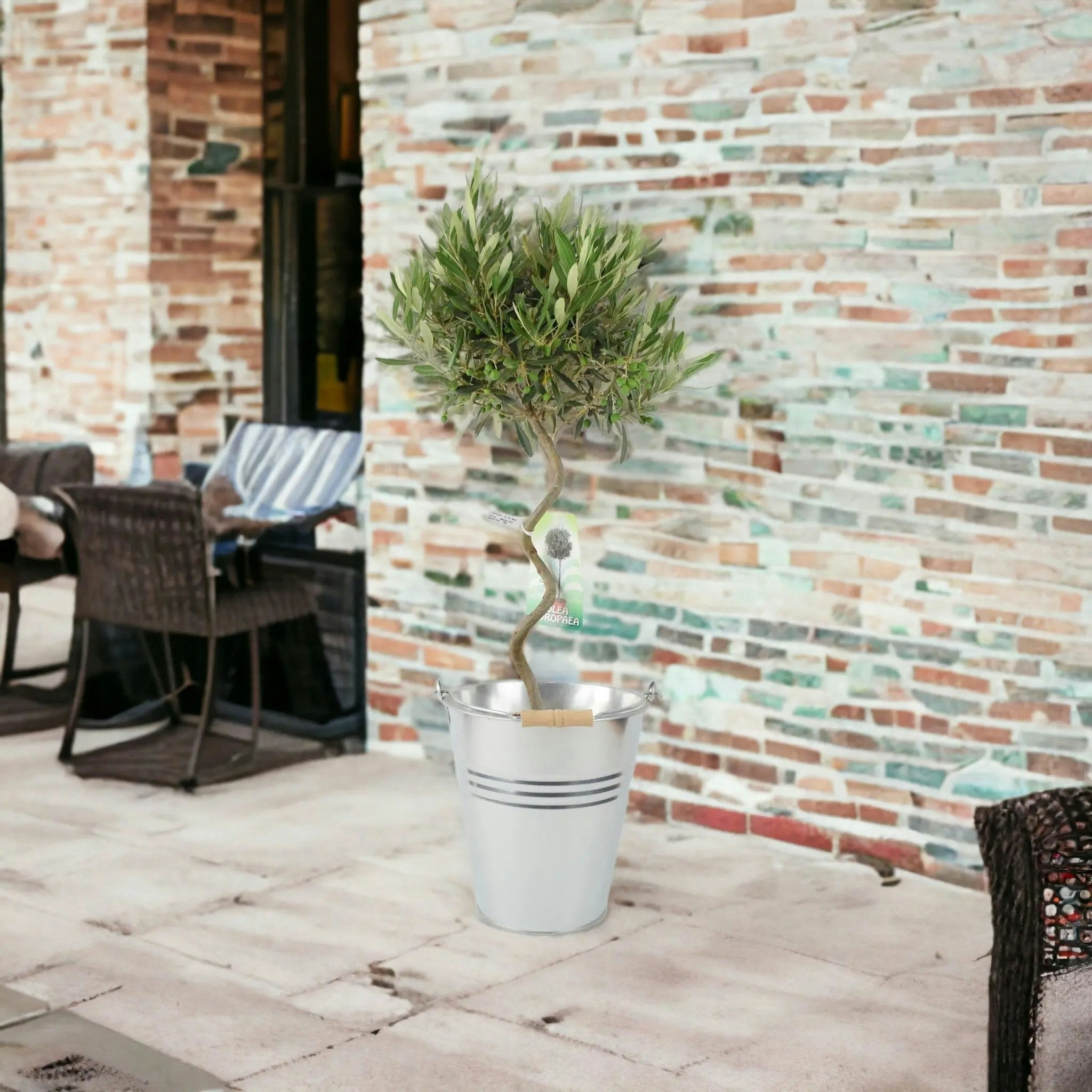 Plants By Post Spiral Olive Tree – 80-90Cm Tall Evergreen Mediterranean Tree In 23Cm Pot - Metal Zinc Pail