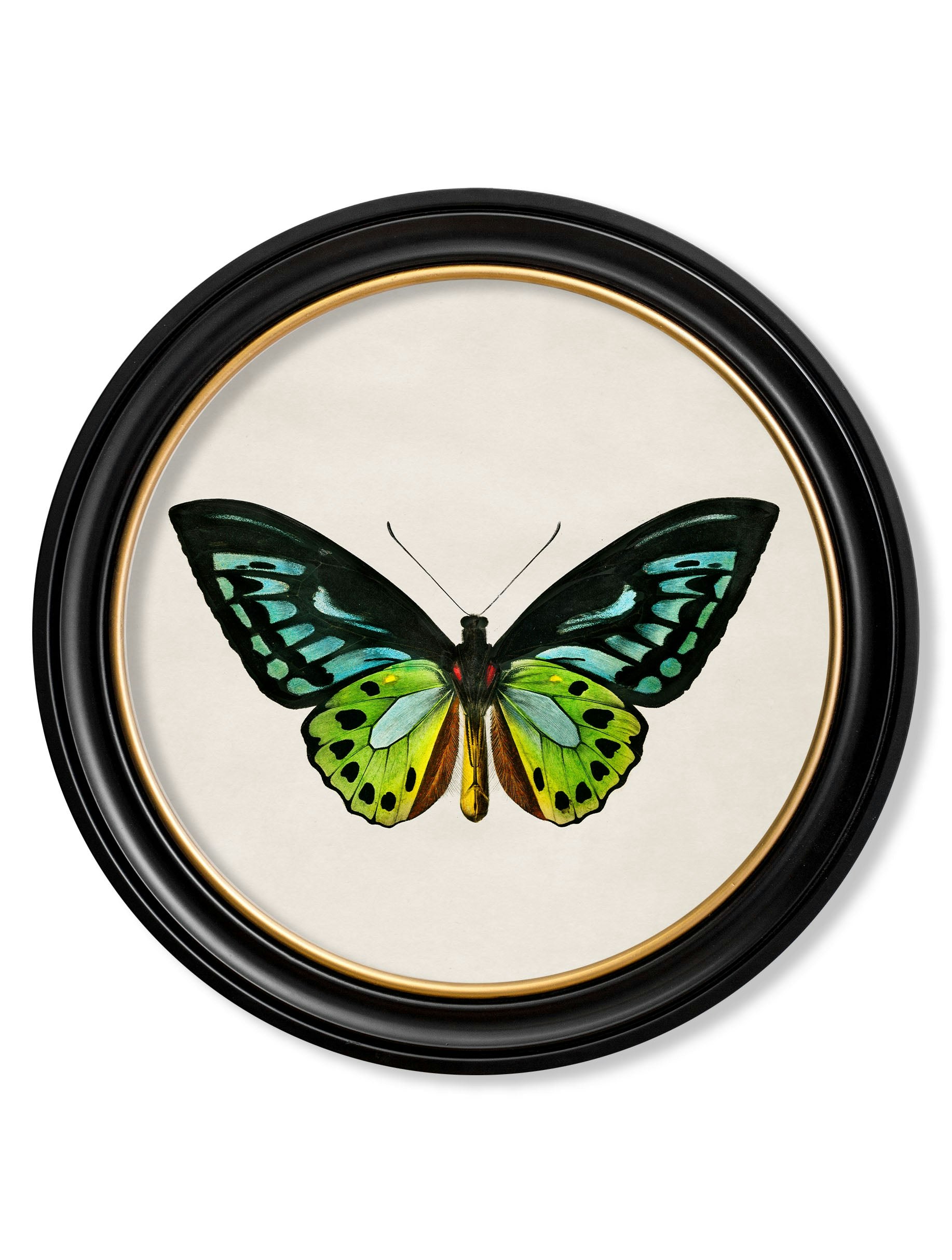 Rackhams Black C.1836 Tropical Butterflies - Round Frames - 70 X 70Cm - Birdwing Butterfly