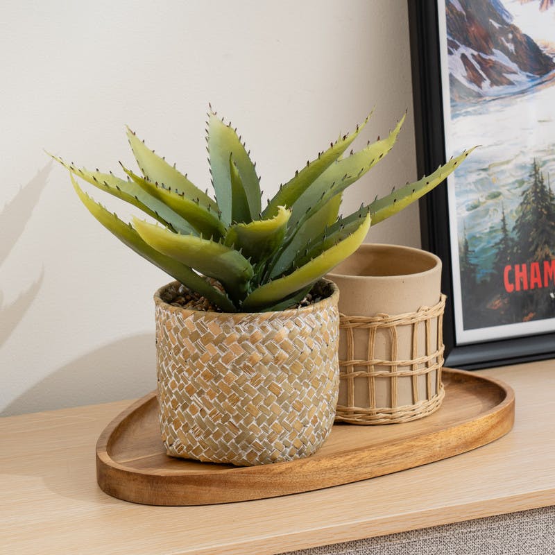 Scottish Everlastings Ltd Unisex Green 28Cm Aloe In Basket In - Image 3
