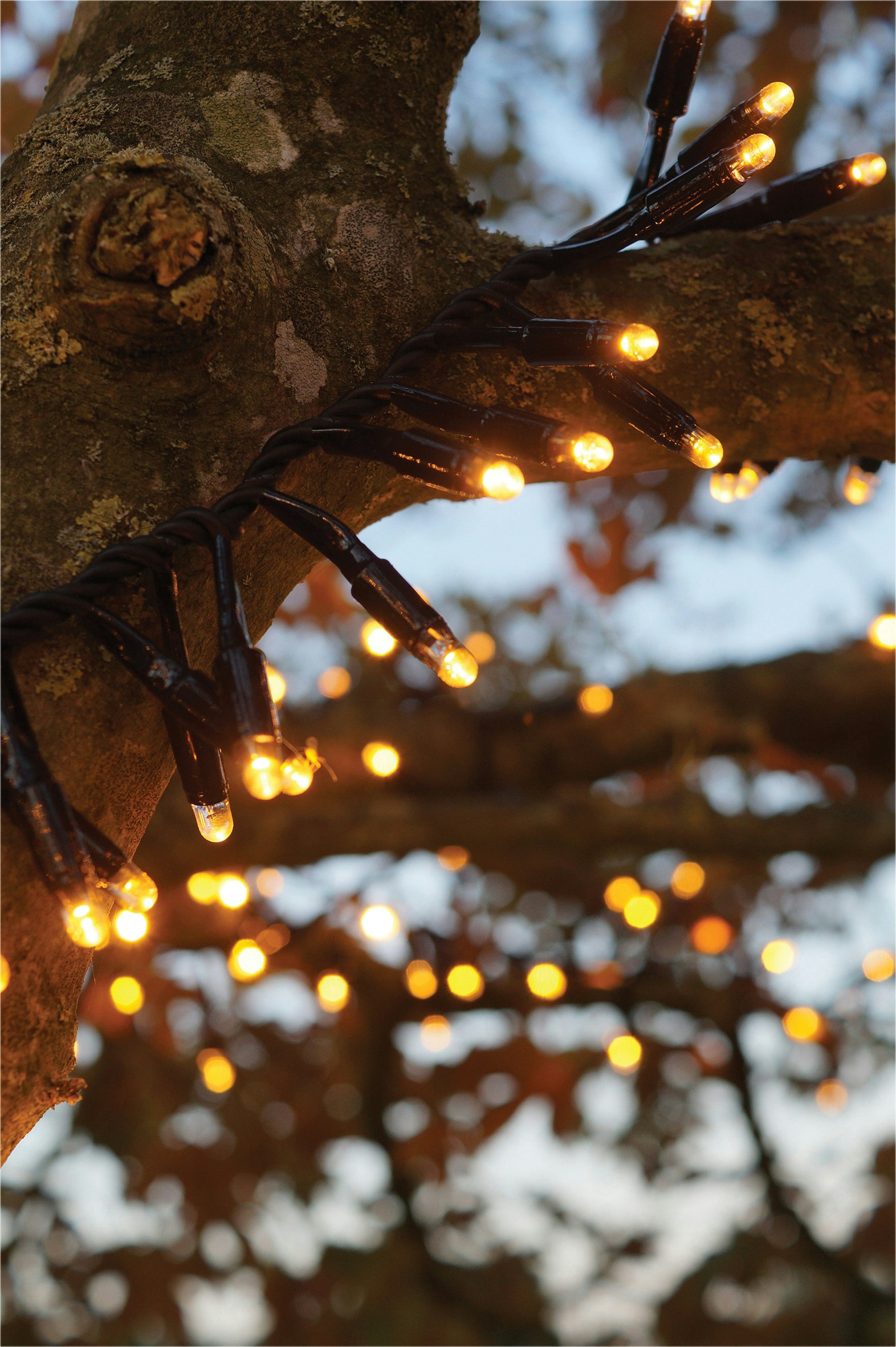 Rackhams Black/Gold Cluster Lights Rubber Ip65 Copper 5M