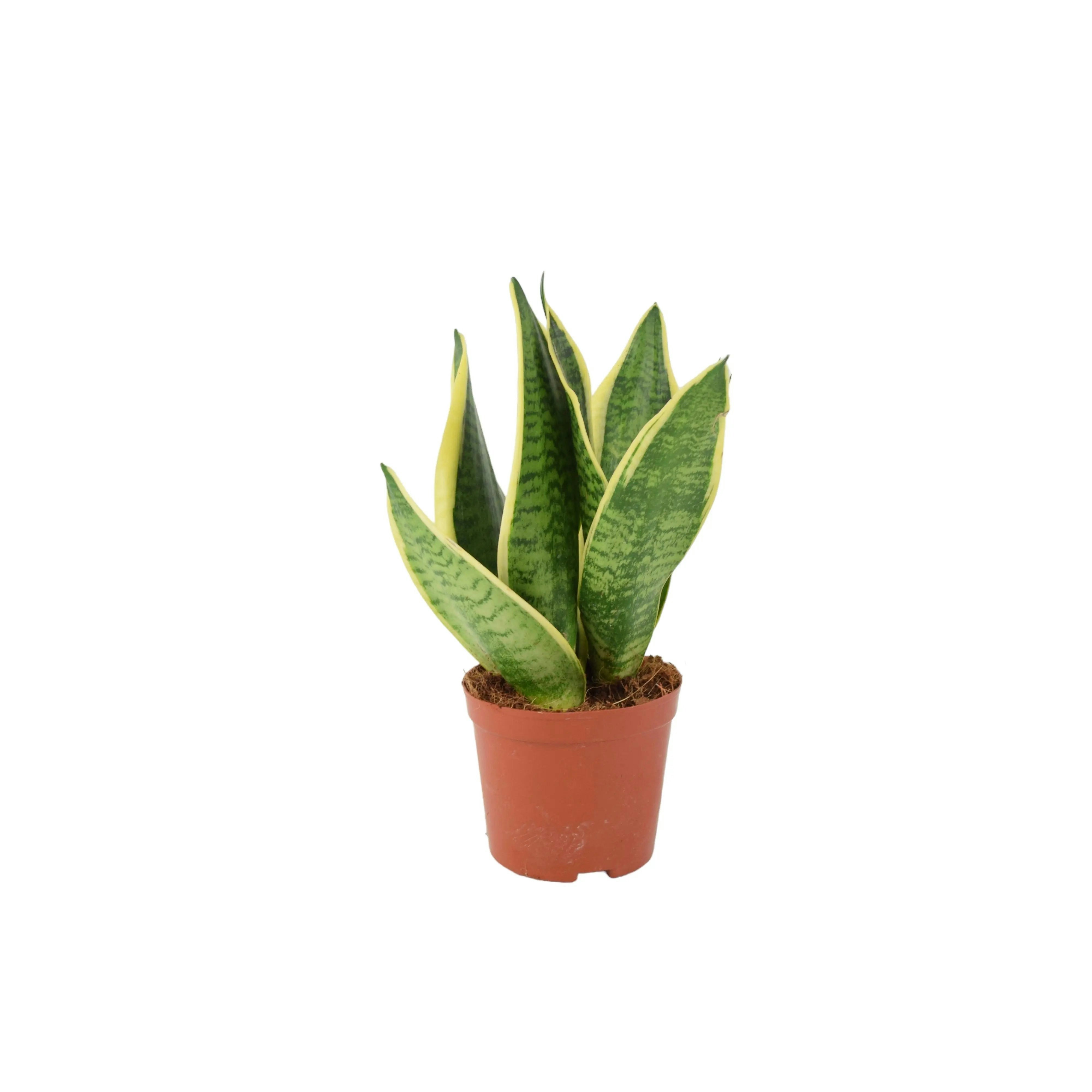 Plants By Post Light Sansevieria Superba In 12Cm Pot | Air-Purifying Snake Plant For Low Spaces - No Container