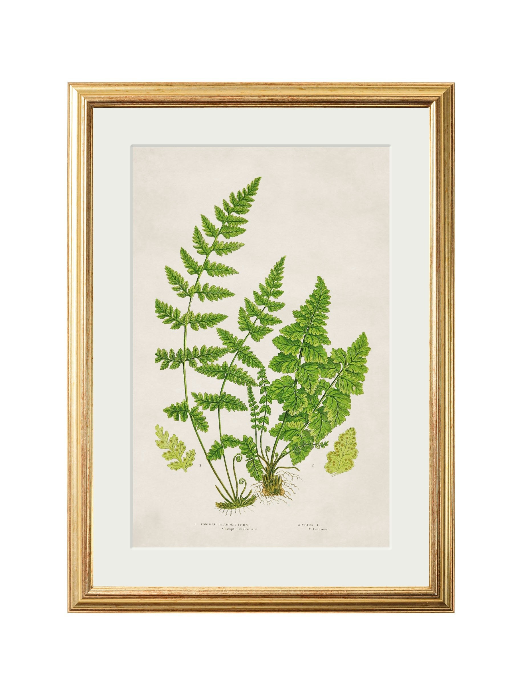 Rackhams Black Collection Of 6 Ferns - 38 X 50Cm - Toothed Bladder Fern