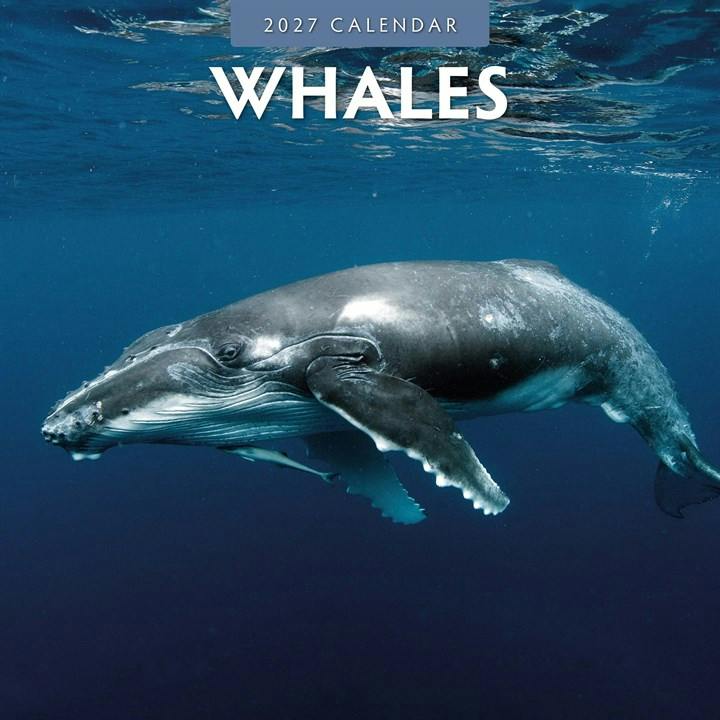 Whales Calendar 2027, Wall Calendars, Month To View, Animals, Gift - Image 4