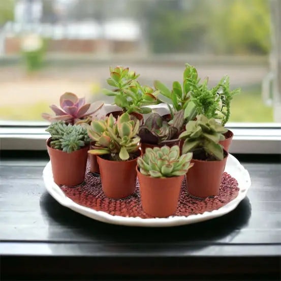 Plants By Post Succulents Mixed Pack Of 10 In 5.5Cm Pots - Easy Care Indoor Houseplants Uk