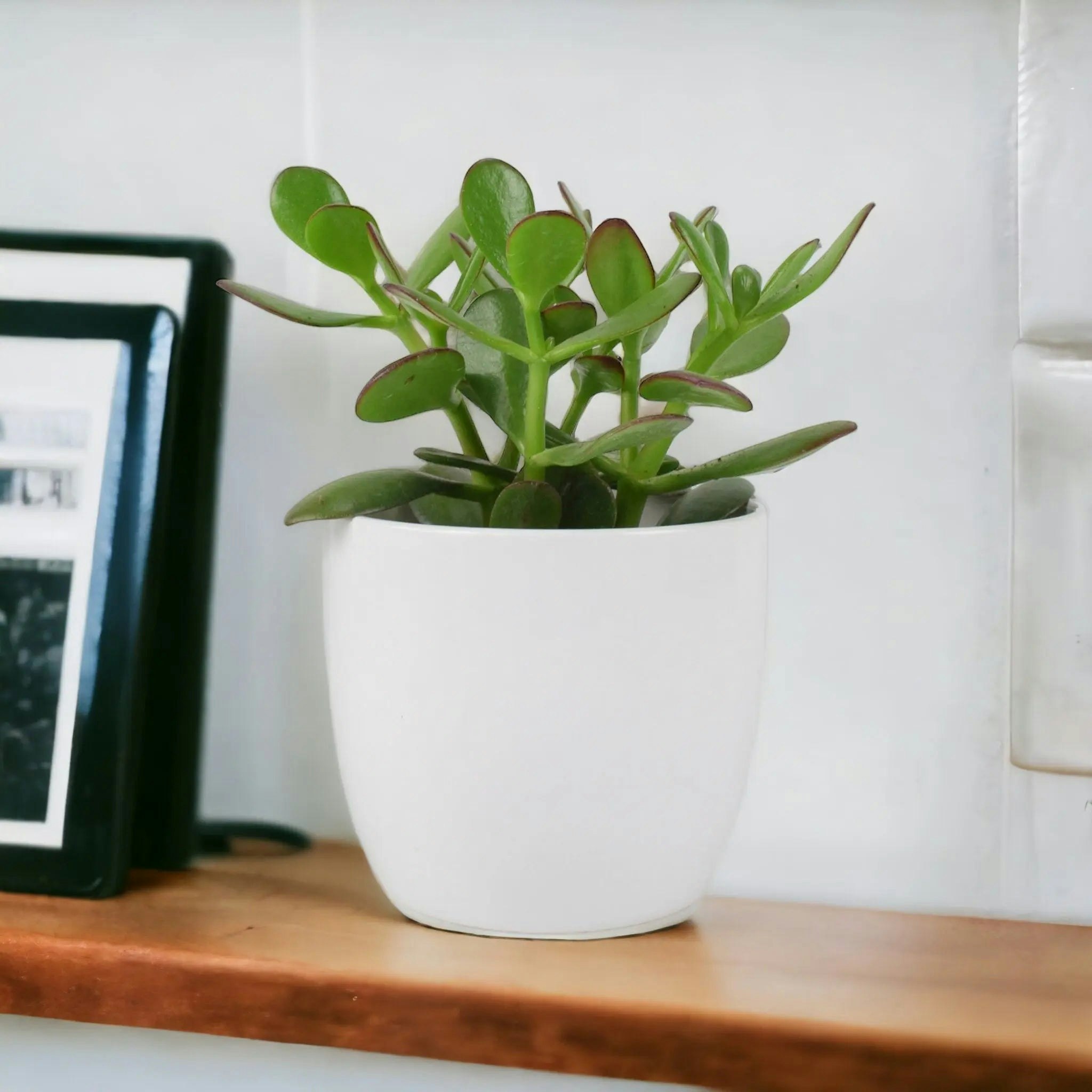 Plants By Post White Crassula Money Plant - Lucky Succulent In 12Cm Pot Air-Purifying Houseplant - Ceramic