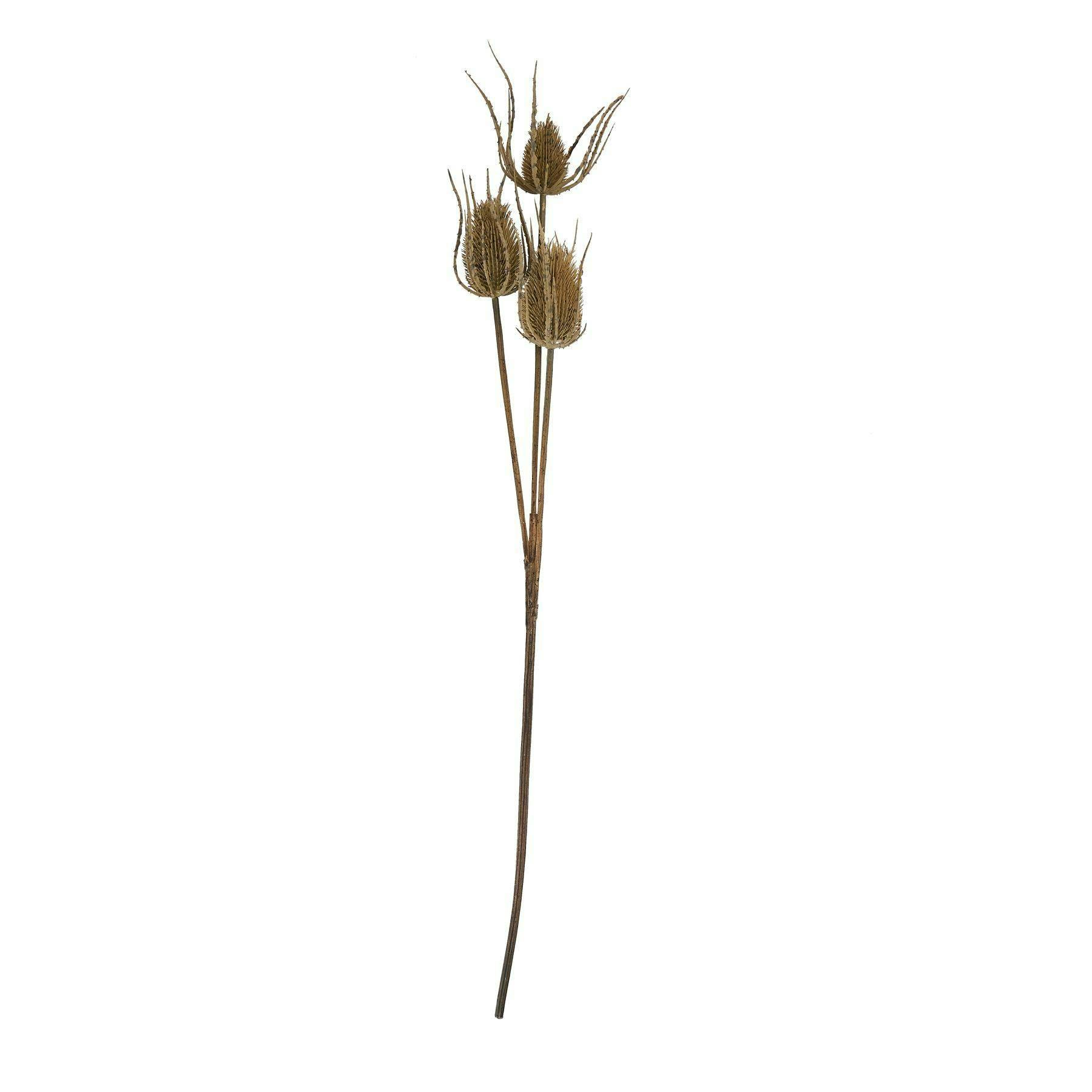 Hill Interiors Brown Triple Teasel Artificial Flower - One Size