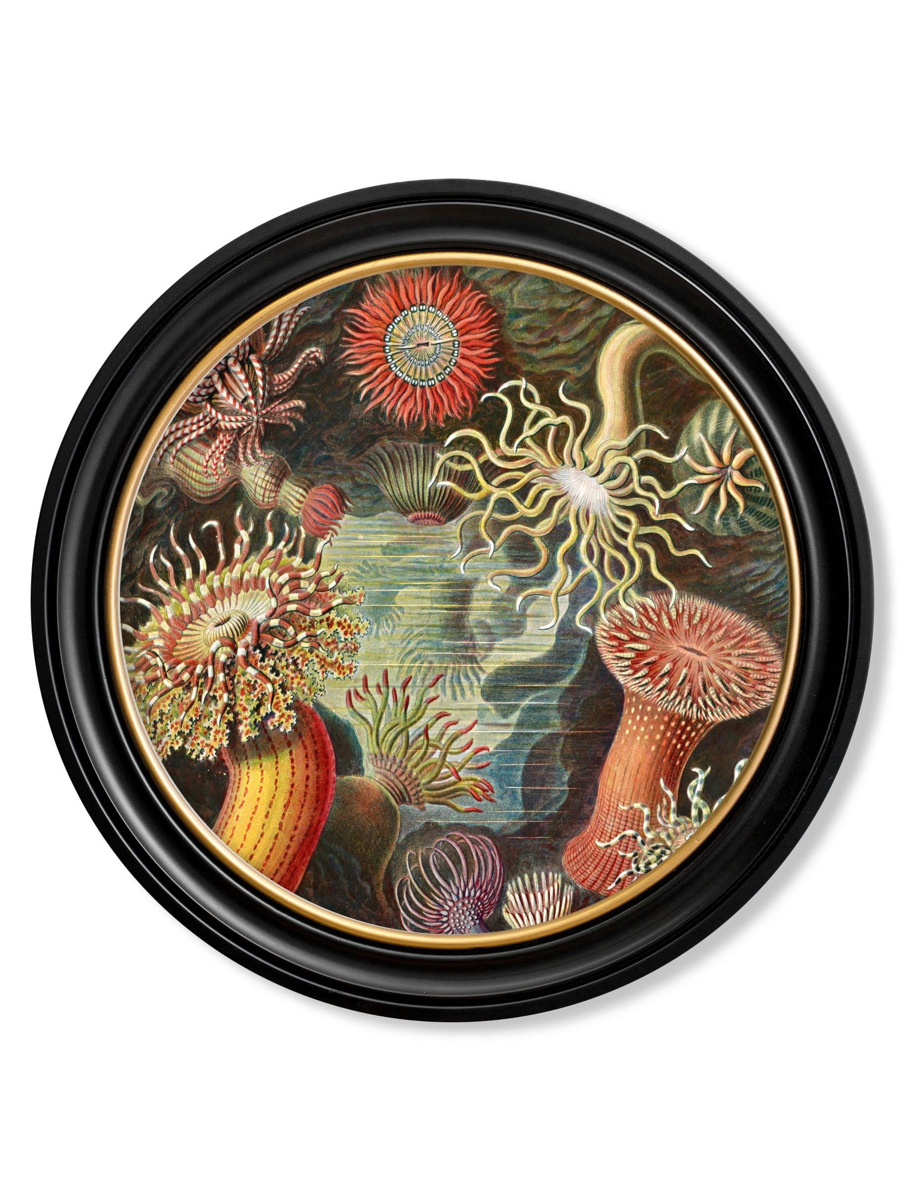 Rackhams Black C.1904 Haeckel Flora And Fauna - Round Frames - 70 X 70Cm - Sea Anemone