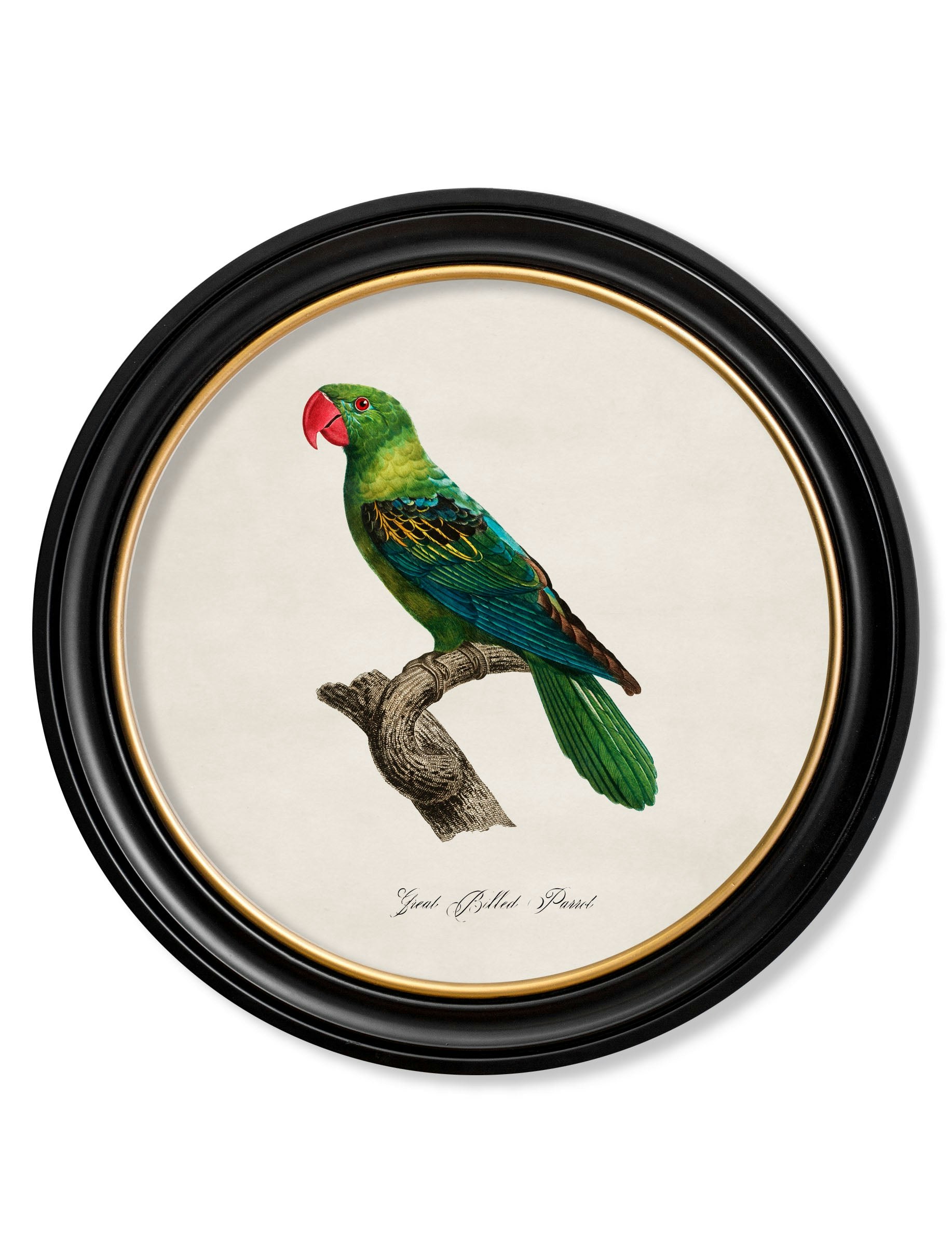 Rackhams Black C.1800's Collection Of Parrots In Round Frames 1 - 70 X 70Cm - Great Billed Parrot