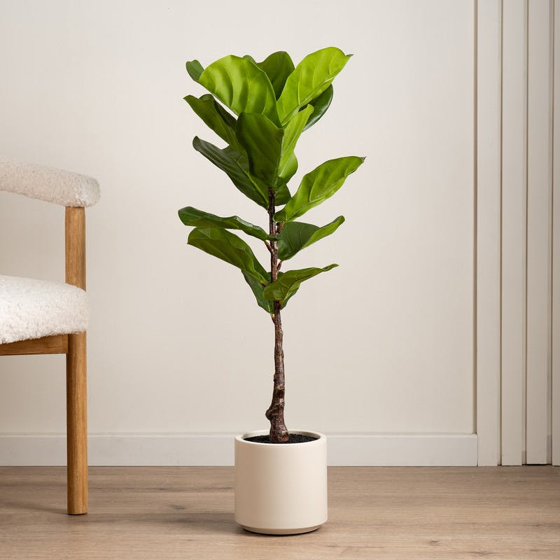 Scottish Everlastings Ltd Unisex Kids Green Artificial Fig Tree In Chunky Pot - Image 2