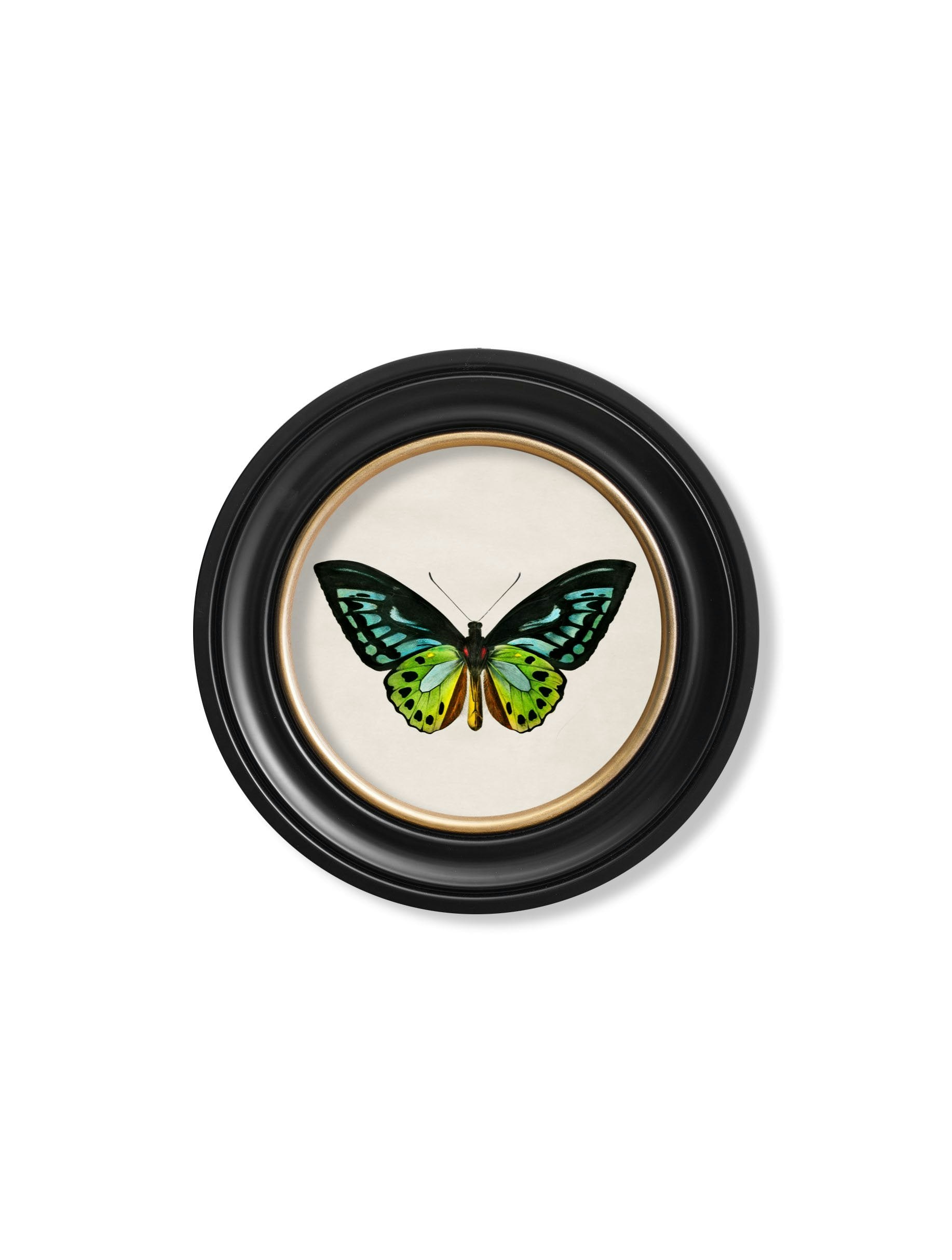 Rackhams Black C.1836 Tropical Butterflies - Round Frames - 44 X 44Cm - Birdwing Butterfly