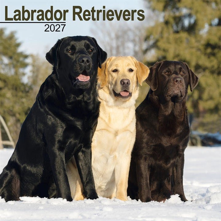 Labrador Retrievers Wall Avonside Publishing - Image 6