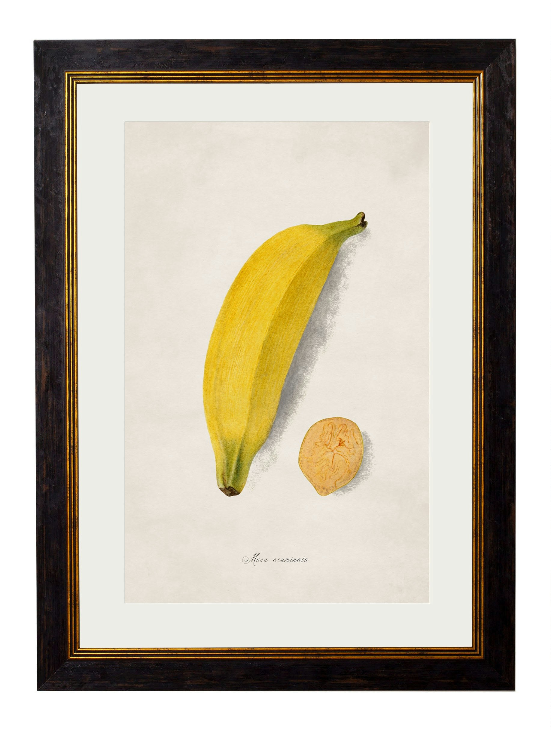 Rackhams Black C.1886 Studies Of Fruit - 38 X 50Cm - Banana