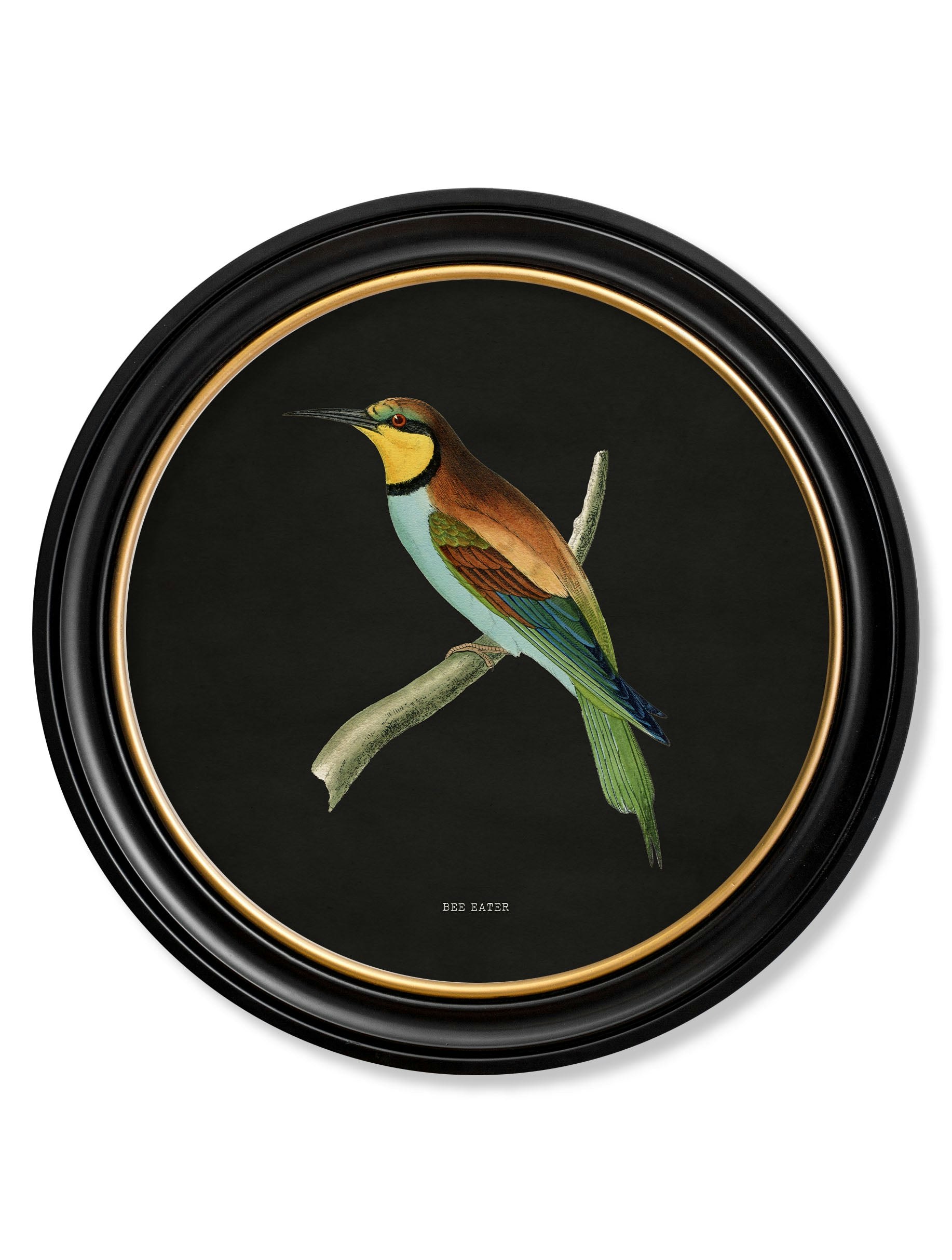 Rackhams Black C.1870 Kingfisher And Bee Eater - 70 X 70Cm - Bee Eater