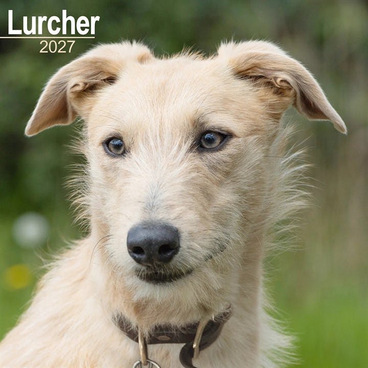 Lurcher Wall by AVONSIDE PUBLISHING (Calendar) - Image 6
