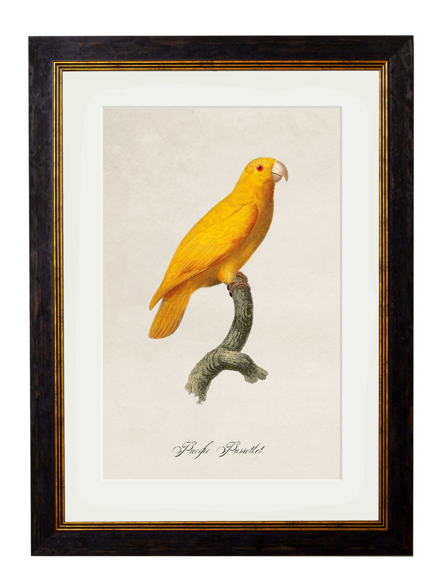 Rackhams Black C.1800's Collection Of Parrots - 38 X 50Cm - Pacific Parrotlet