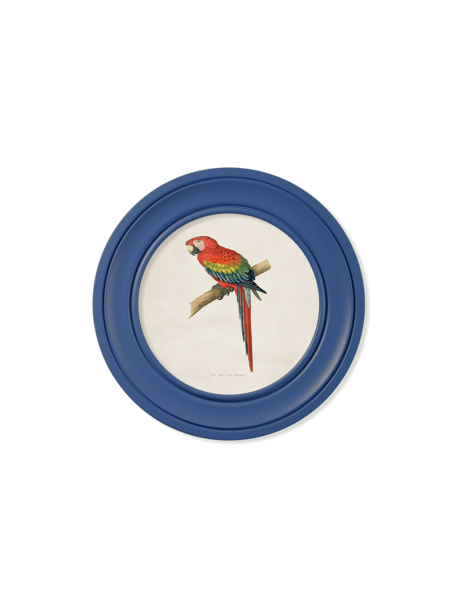 Exceptional Art Blue/Red C.1884 Collection Of Macaws In Round Frames - 44 X 44Cm - And Macaw